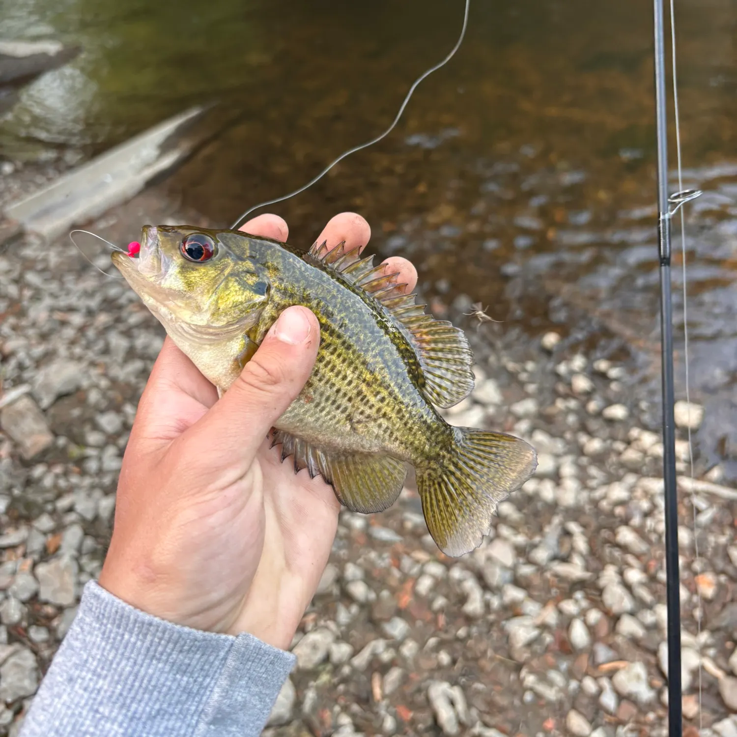 The most recent Northern clearwater crayfish catches on Fishbrain