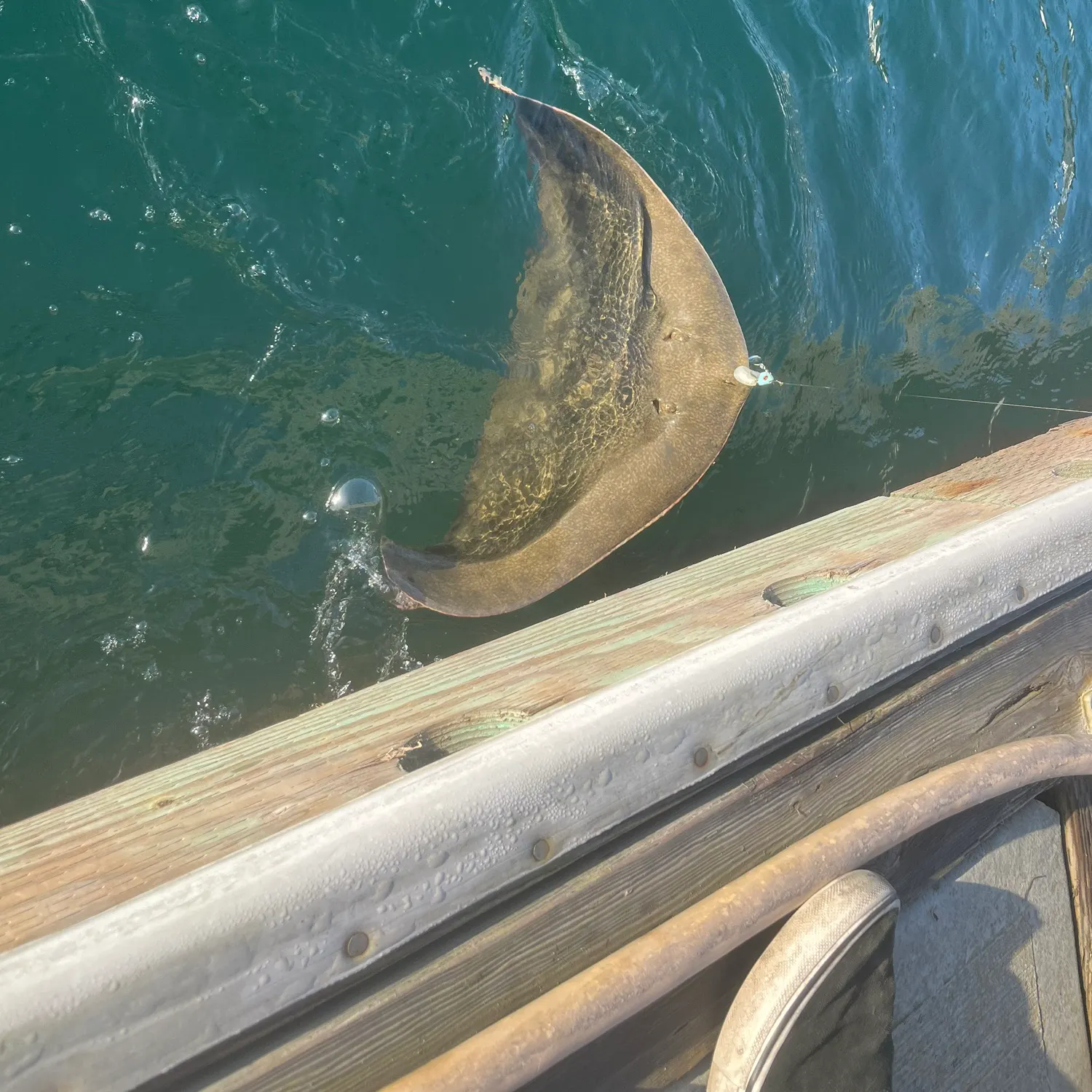 The most recent California butterfly ray catches on Fishbrain