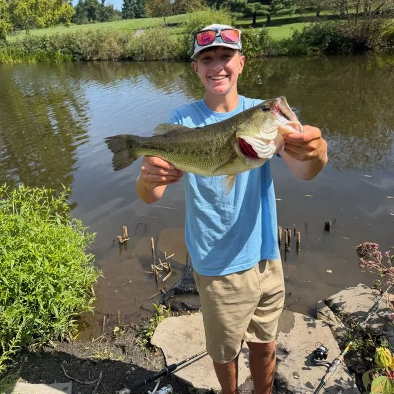 Largemouth bass caught on Fishbrain