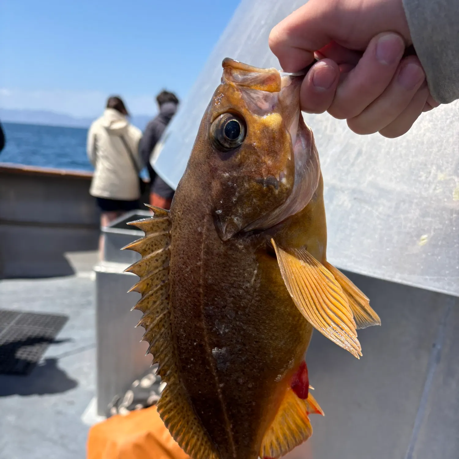 The most recent Speckled rockfish catches on Fishbrain