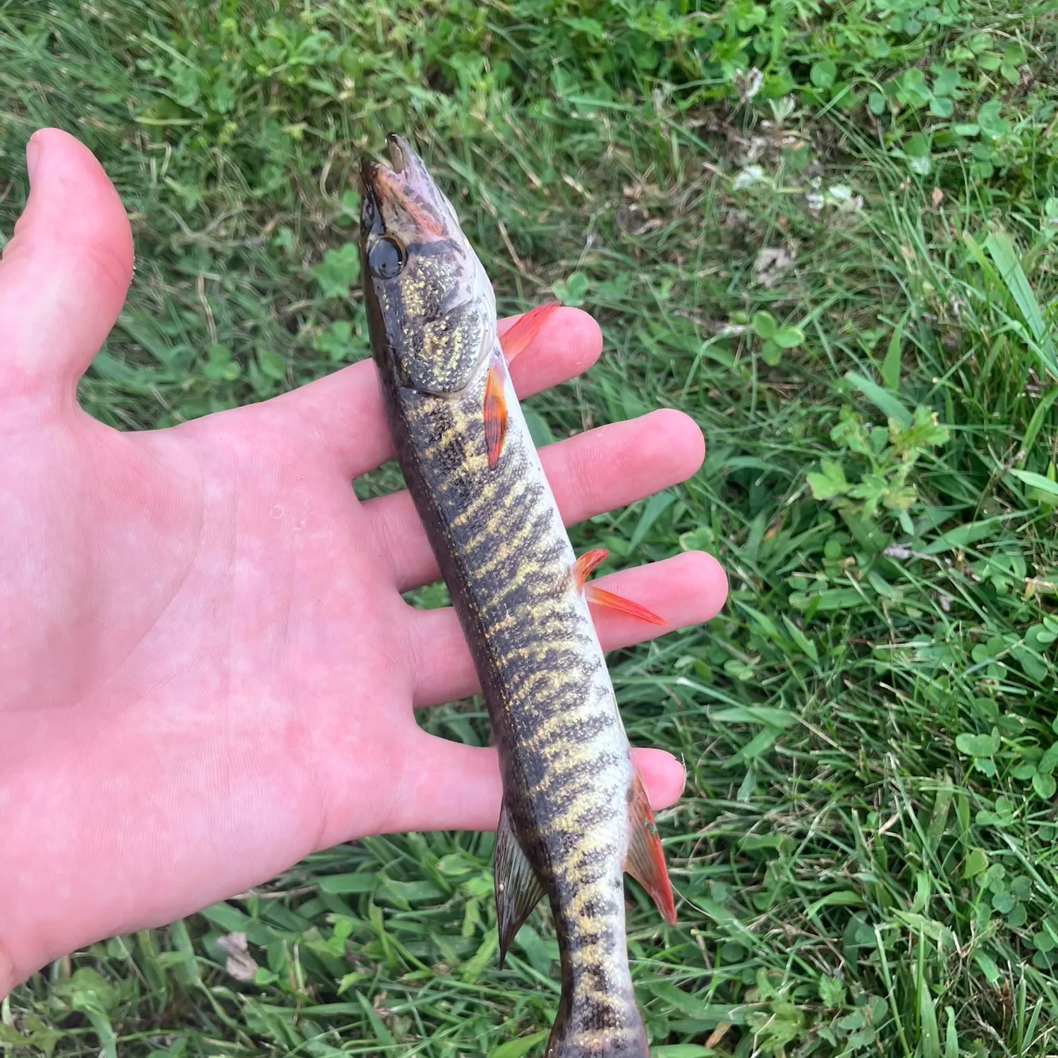 Redfin pickerel caught on Fishbrain