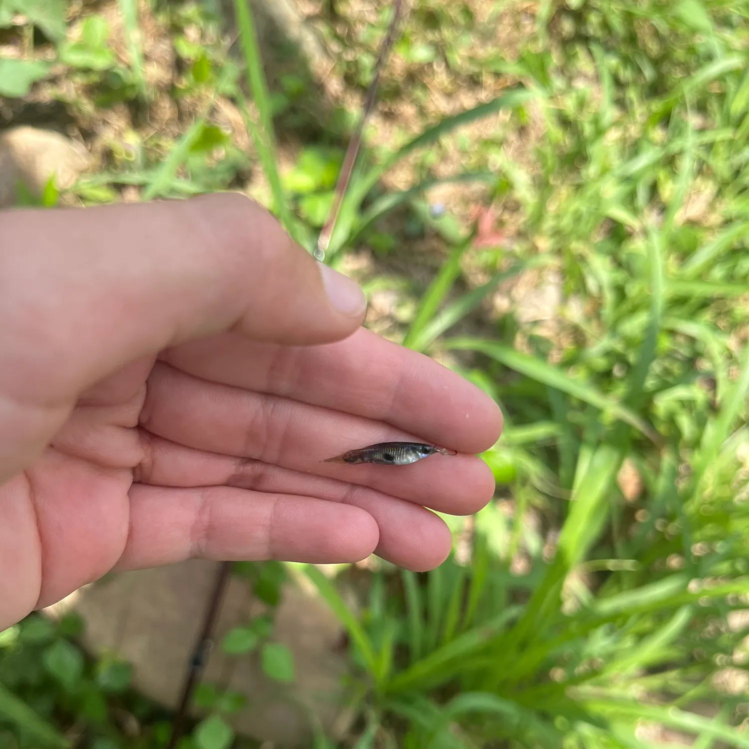 The most recent Guppy catches on Fishbrain