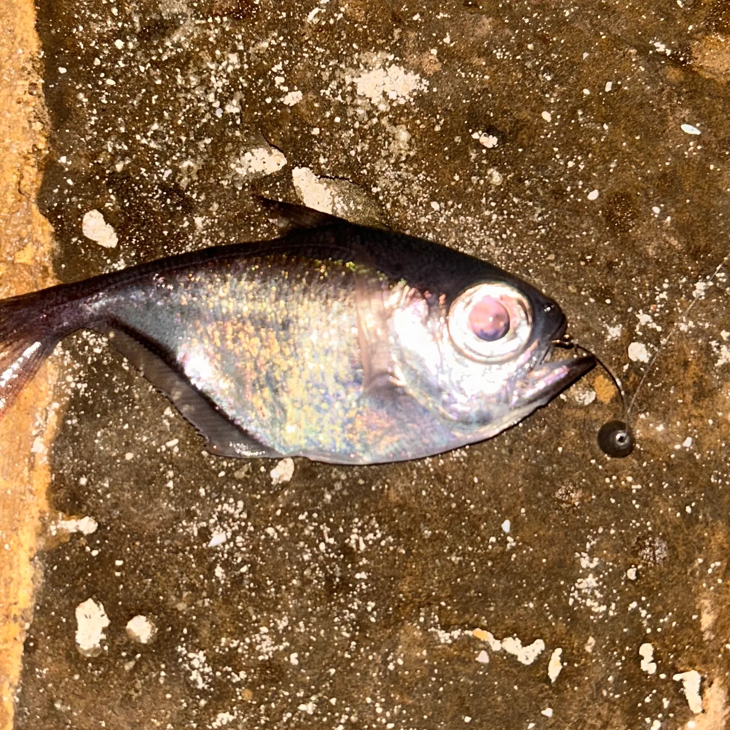 The most recent Glassy sweeper catches on Fishbrain
