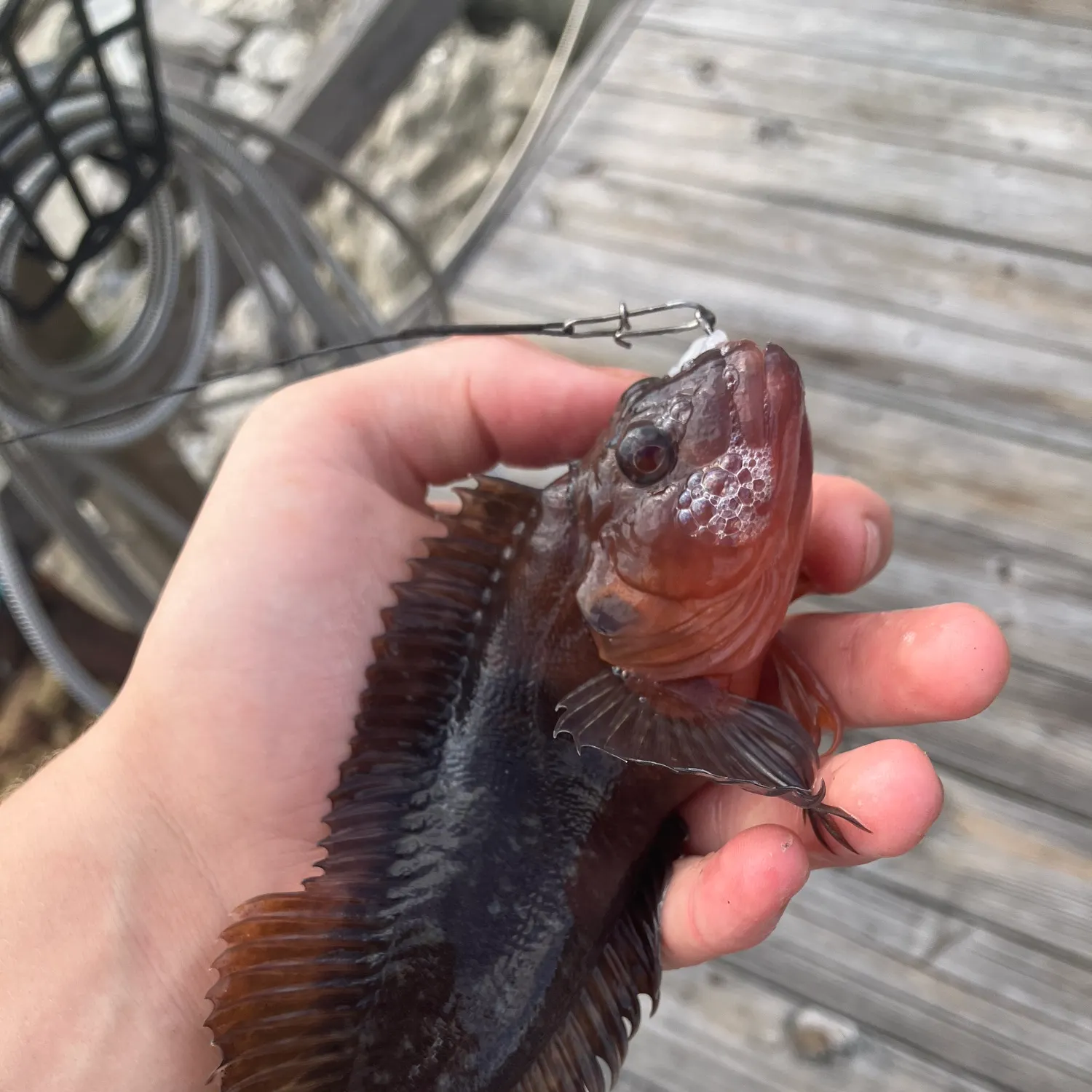 The most recent Hairy blenny catches on Fishbrain