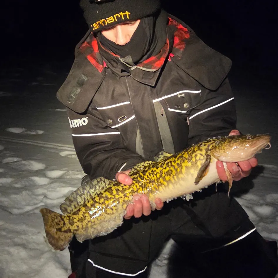 The most recent Burbot catches on Fishbrain