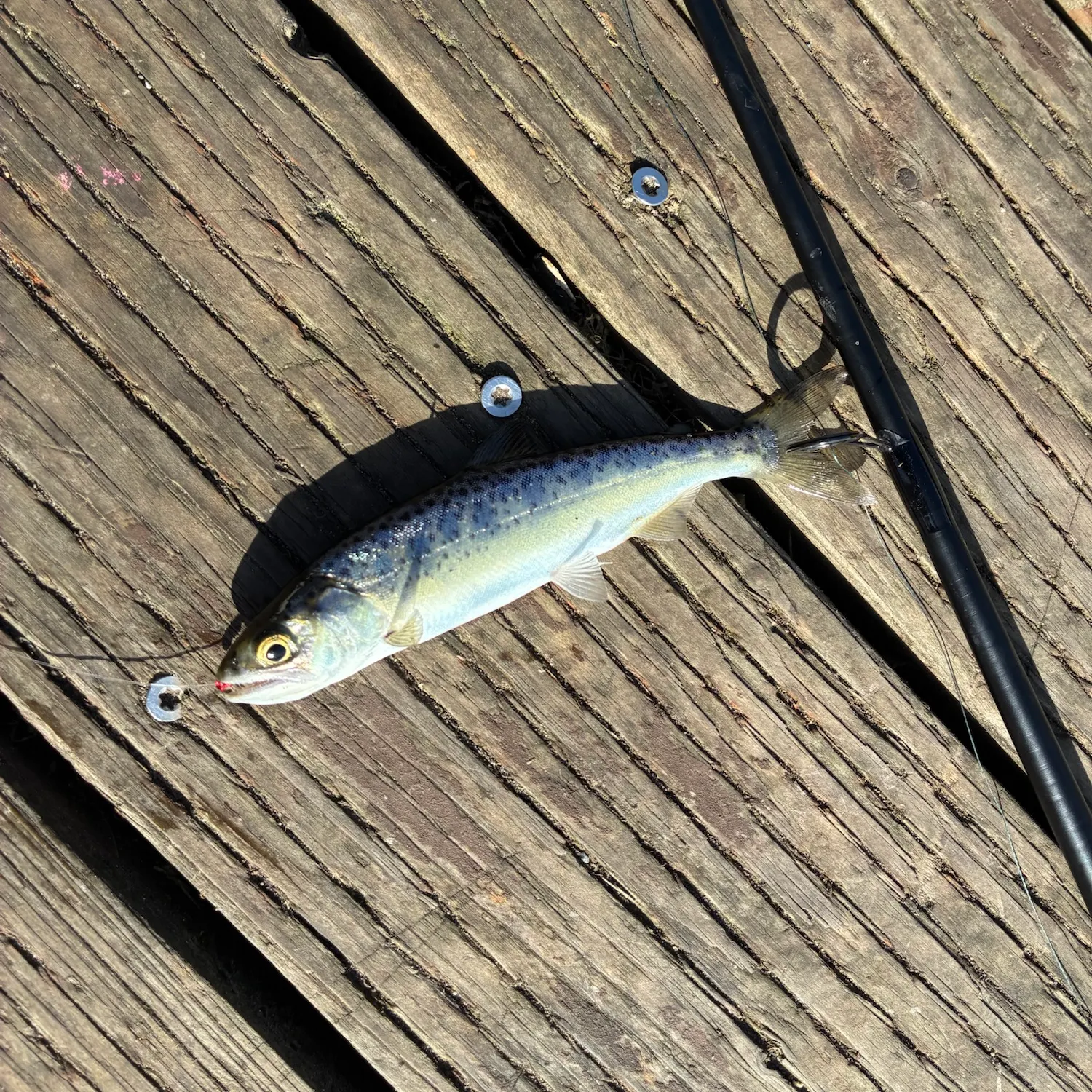Rainbow trout caught on Fishbrain