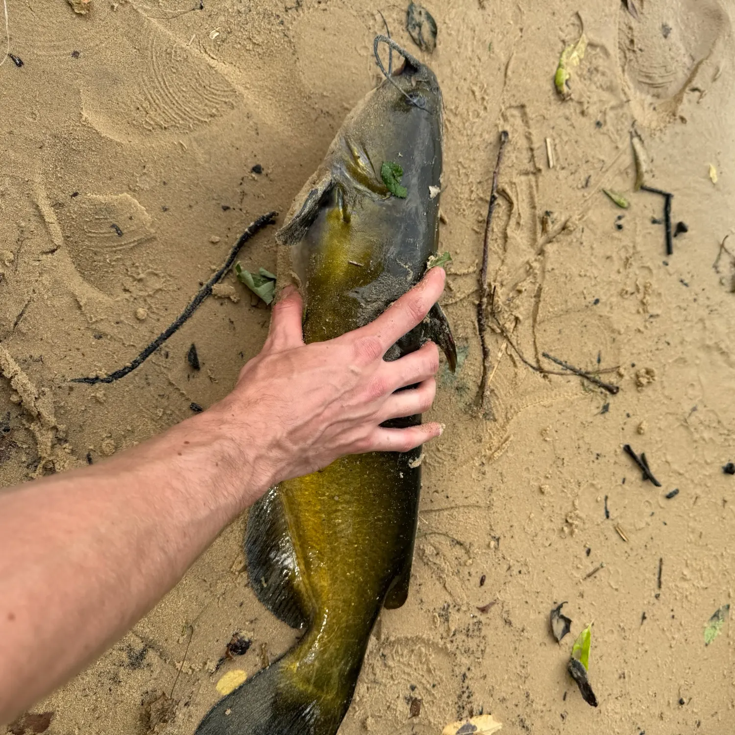 catch