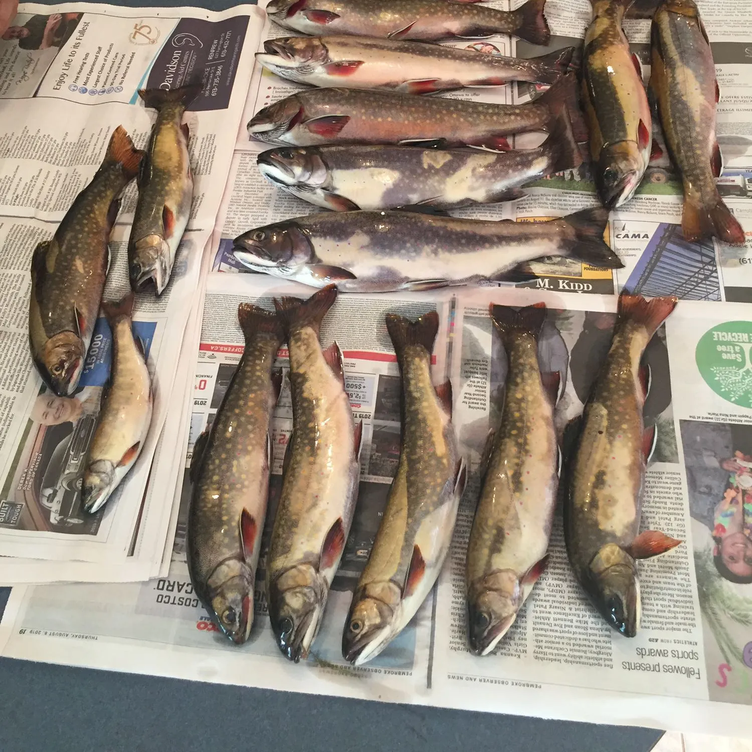 recently logged catches