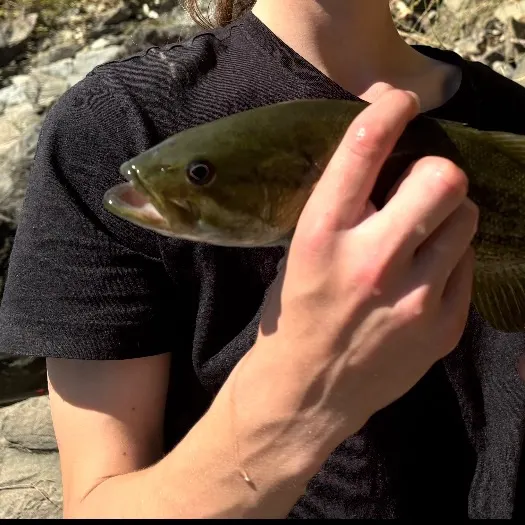 Smallmouth bass caught on Fishbrain