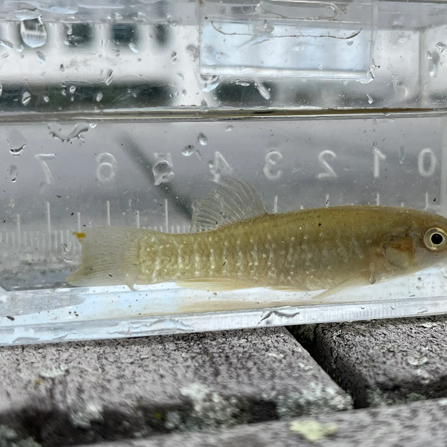 The most recent Mummichog catches on Fishbrain