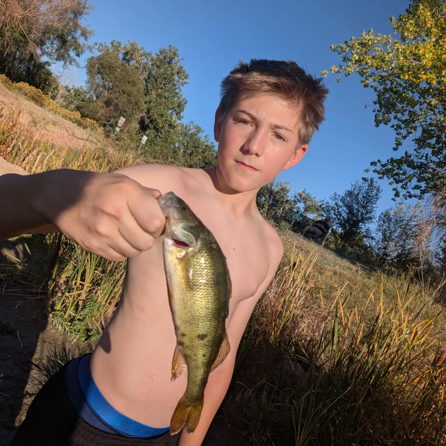 Yellow perch caught on Fishbrain