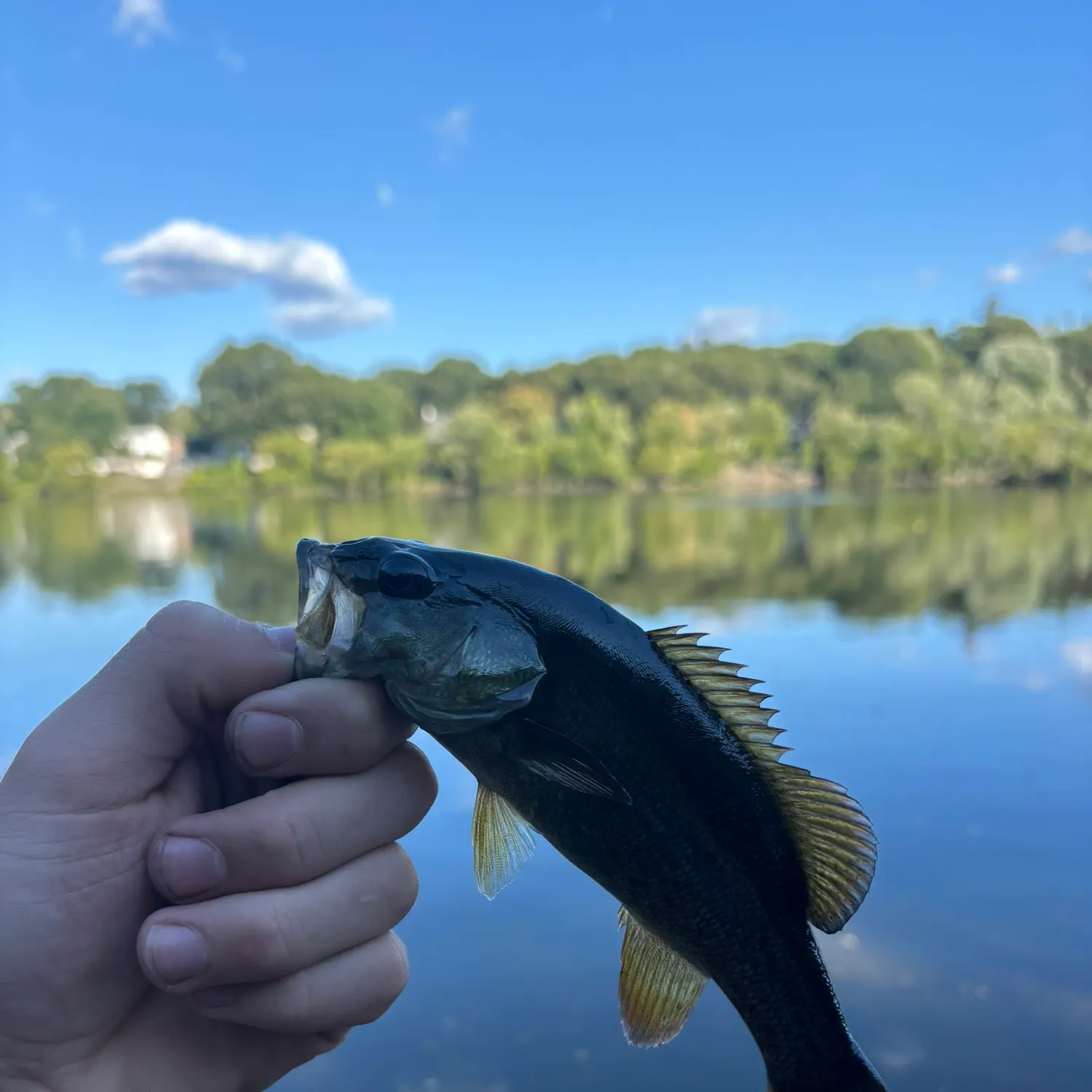 Smallmouth bass caught on Fishbrain