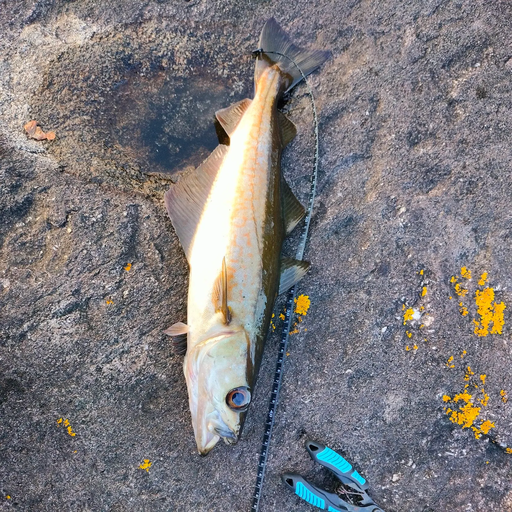 Pollack caught on Fishbrain