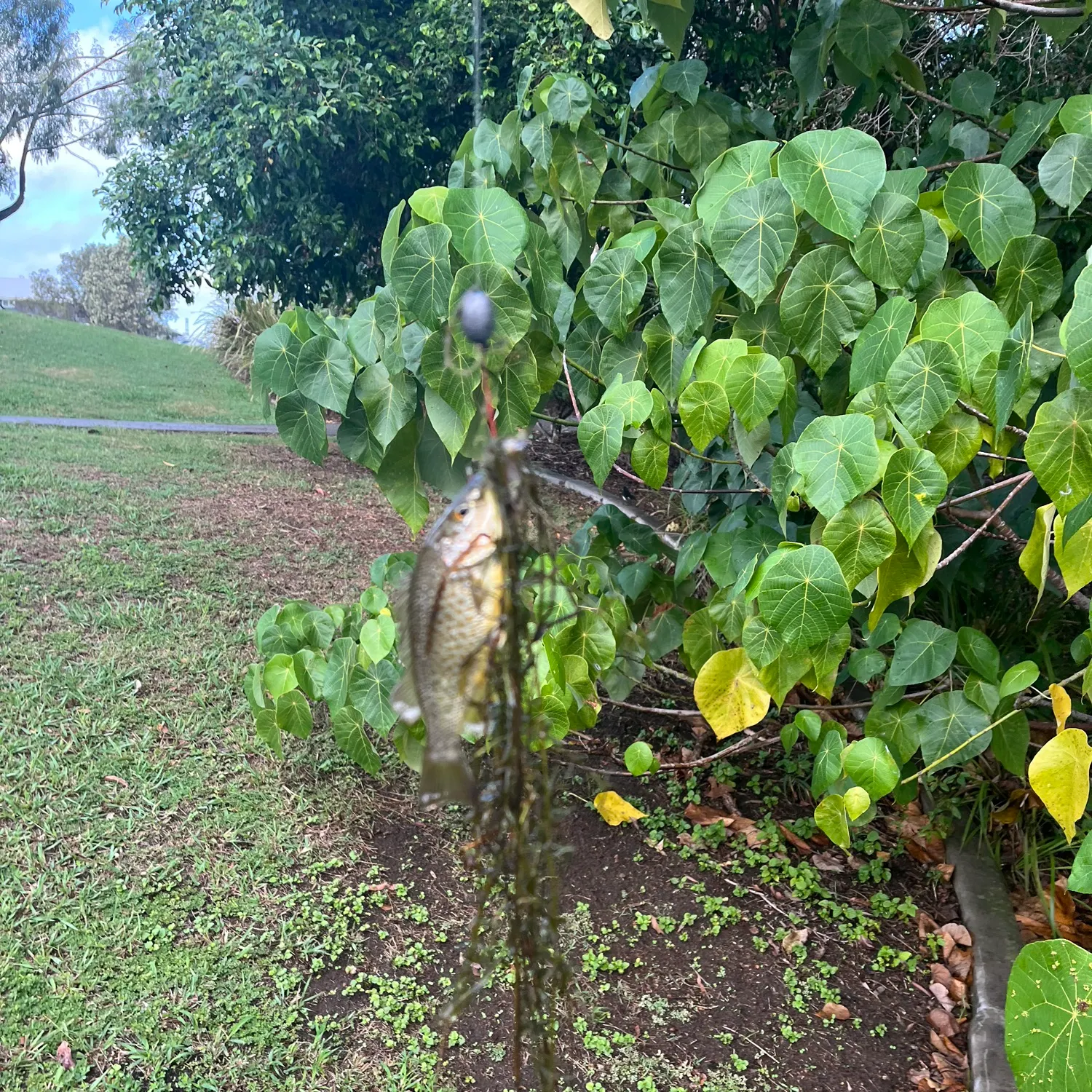 The most recent Spangled perch catches on Fishbrain