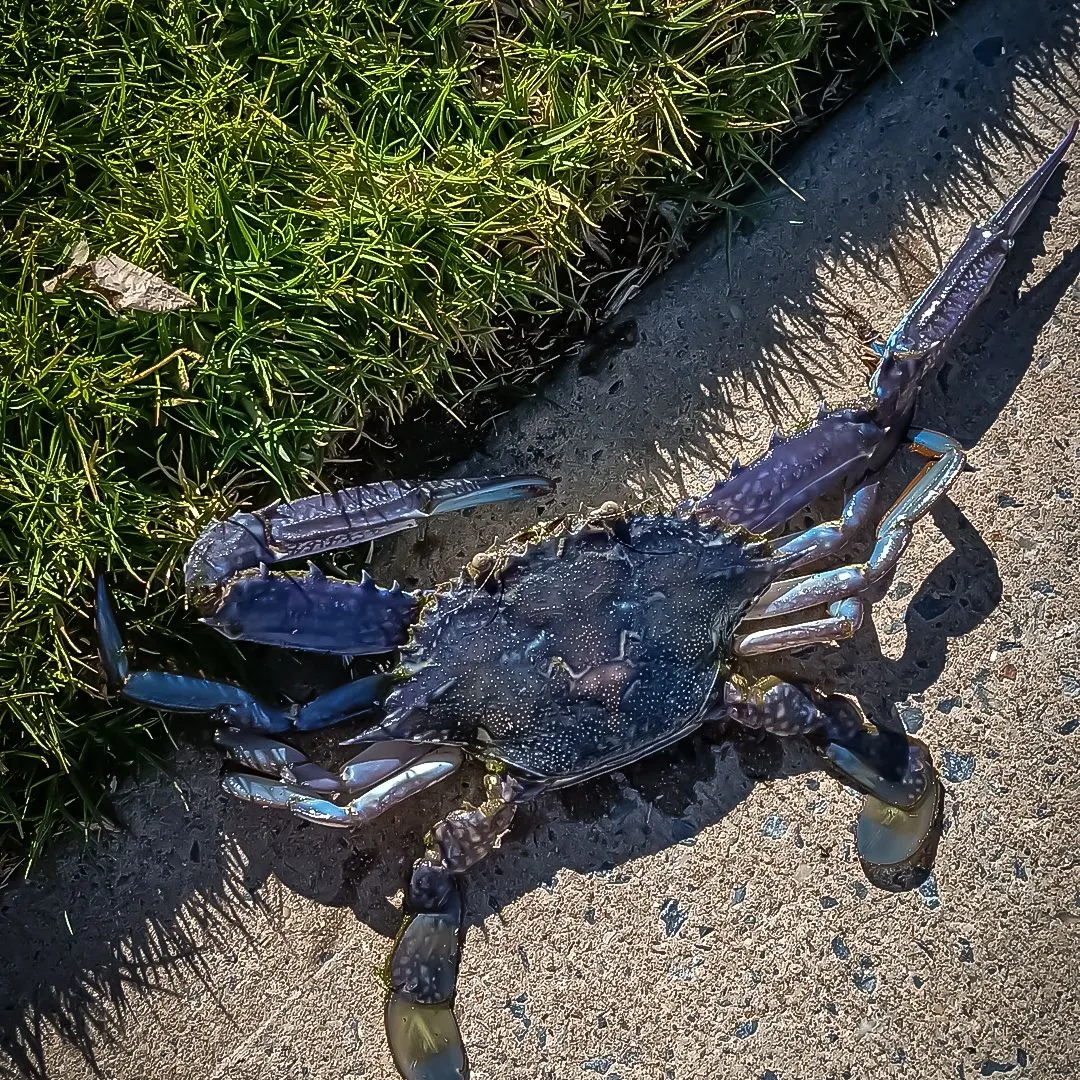 The most recent Blue swimmer crab catches on Fishbrain