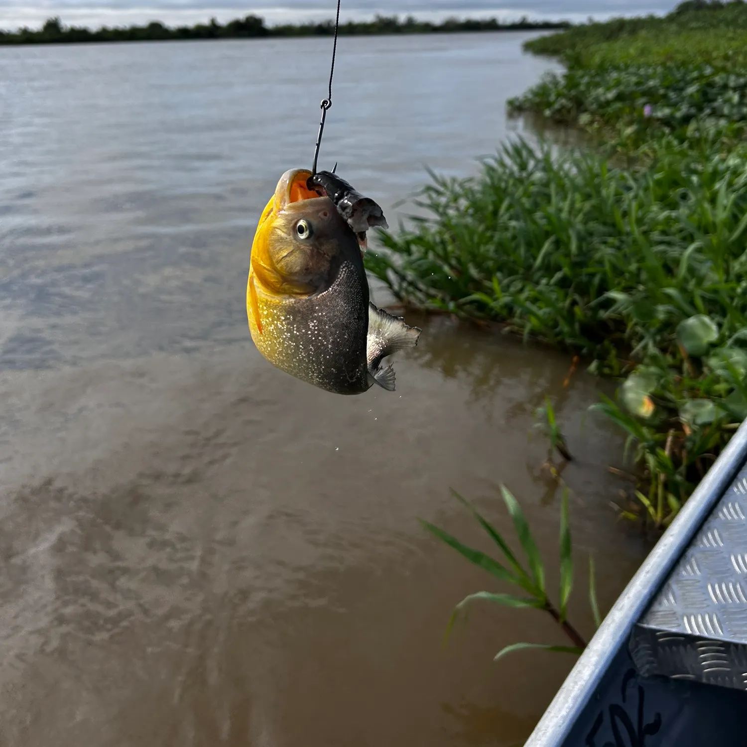San Francisco piranha caught on Fishbrain