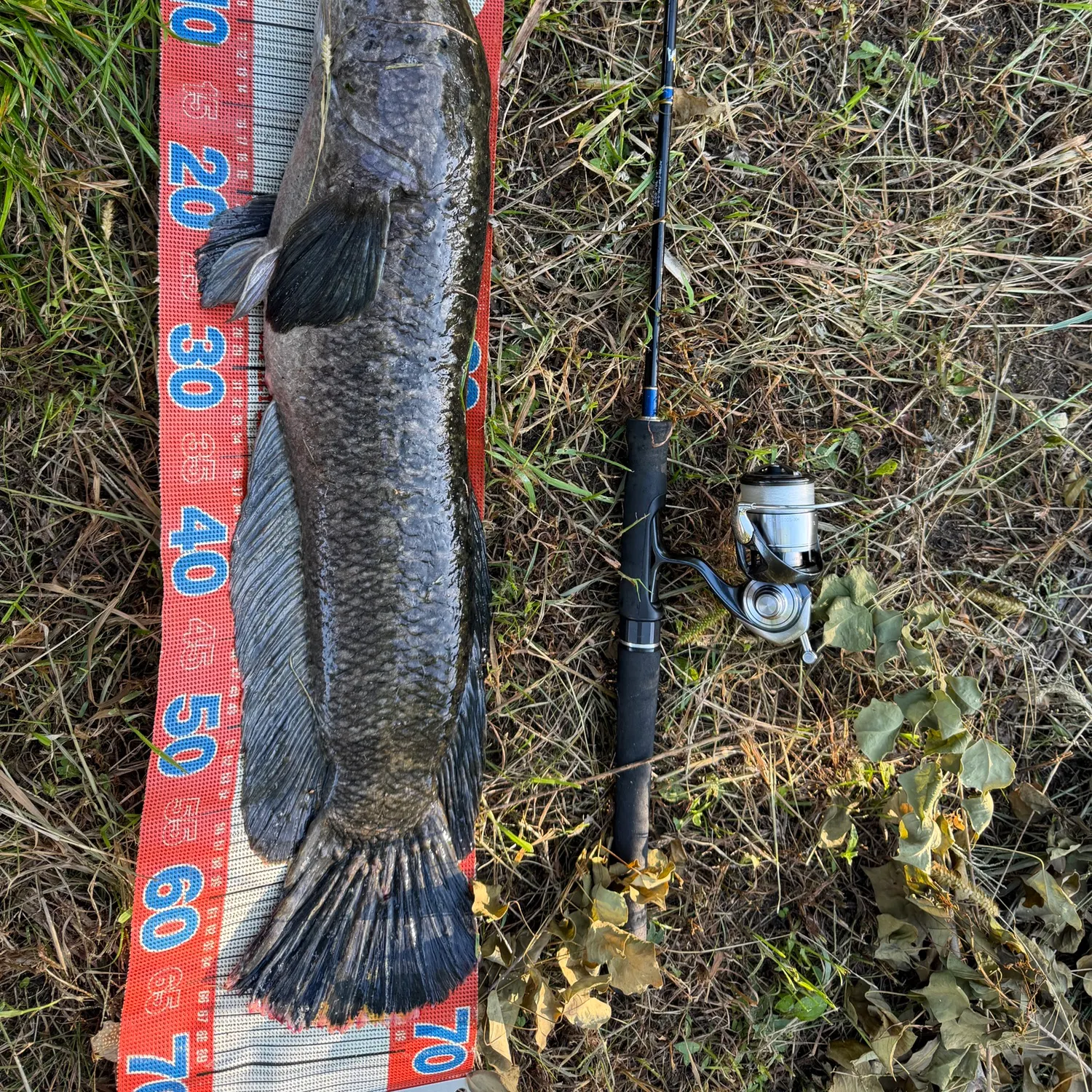 The most recent Northern snakehead catches on Fishbrain