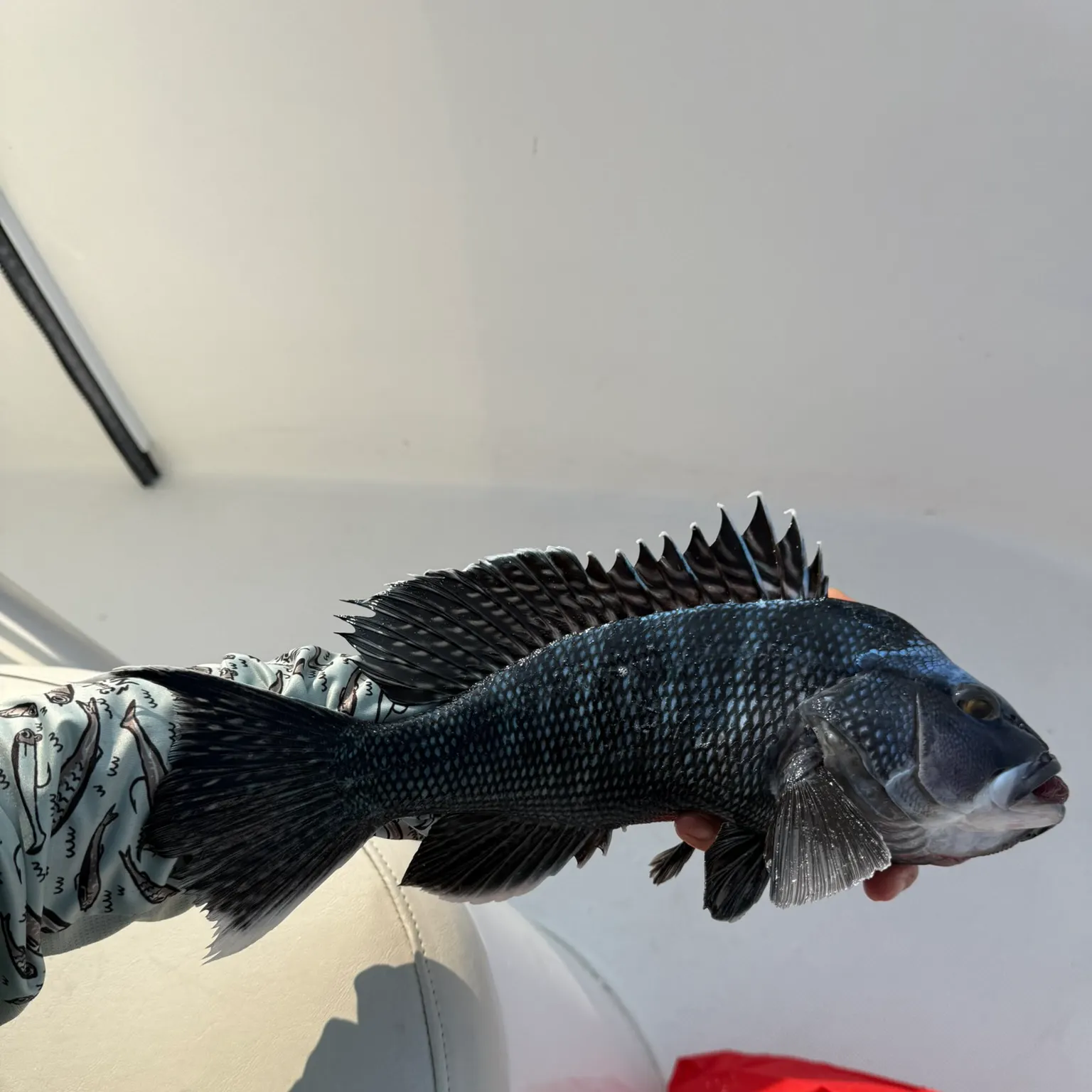 The most recent Black sea bass catches on Fishbrain