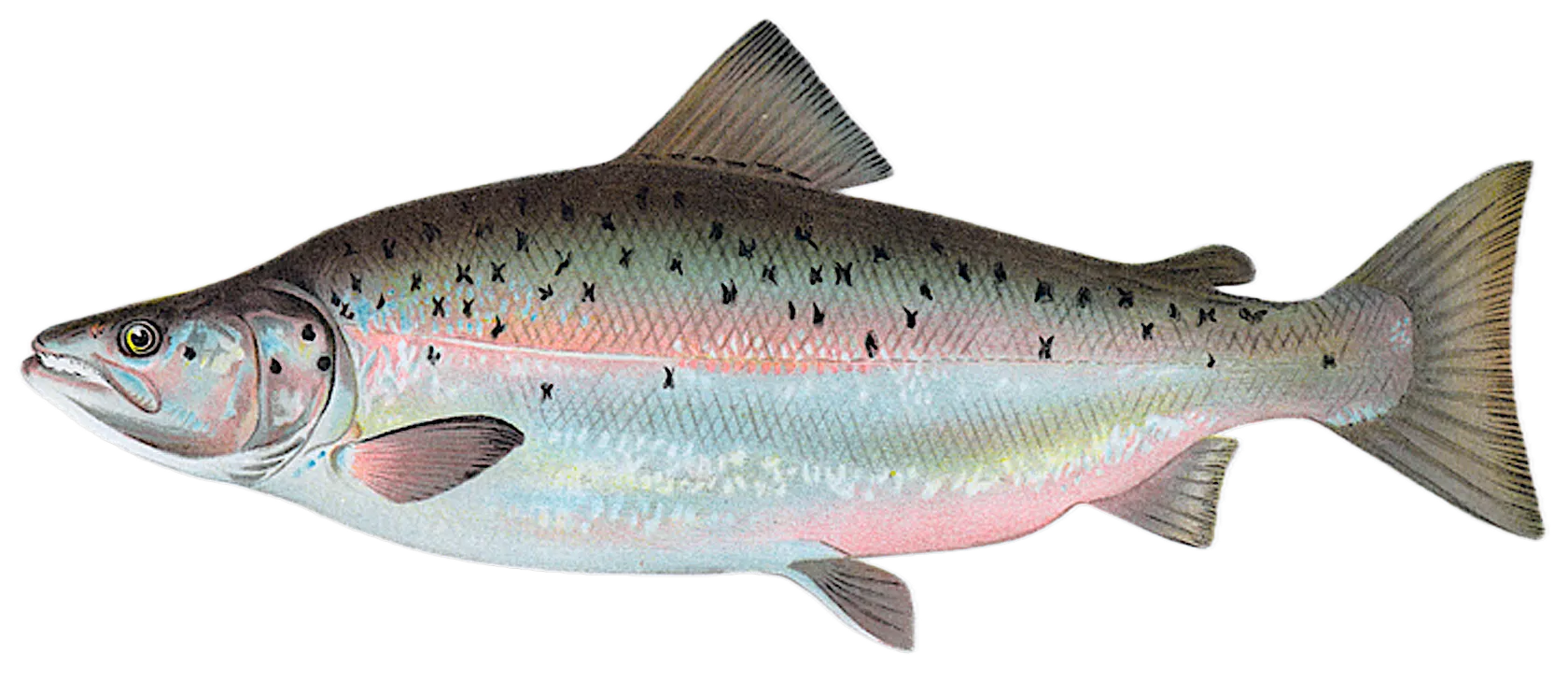 Landlocked atlantic salmon