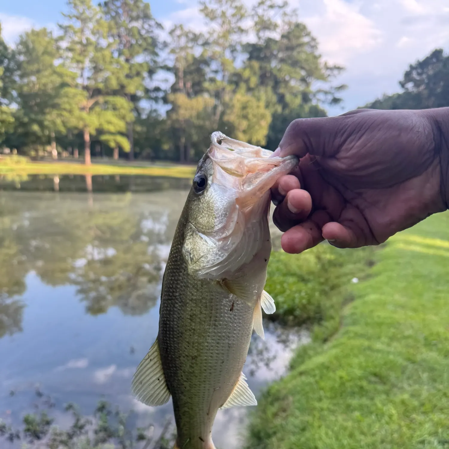 Largemouth bass caught on Fishbrain