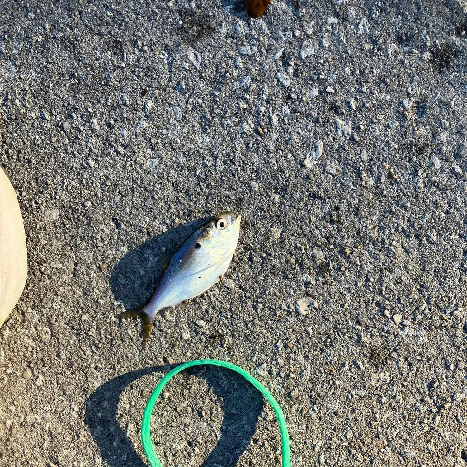 The most recent Scaled herring catches on Fishbrain