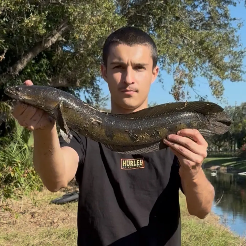 The most recent Bullseye snakehead catches on Fishbrain