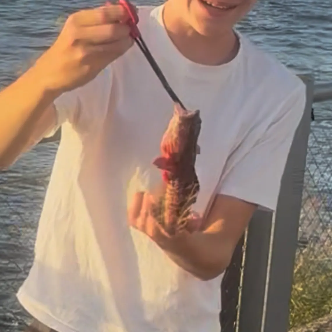 Oyster toadfish caught on Fishbrain