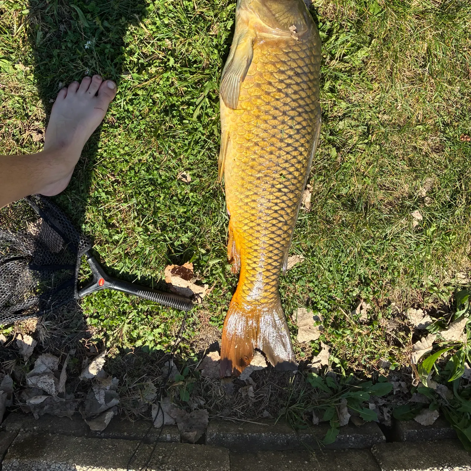 Common carp caught on Fishbrain
