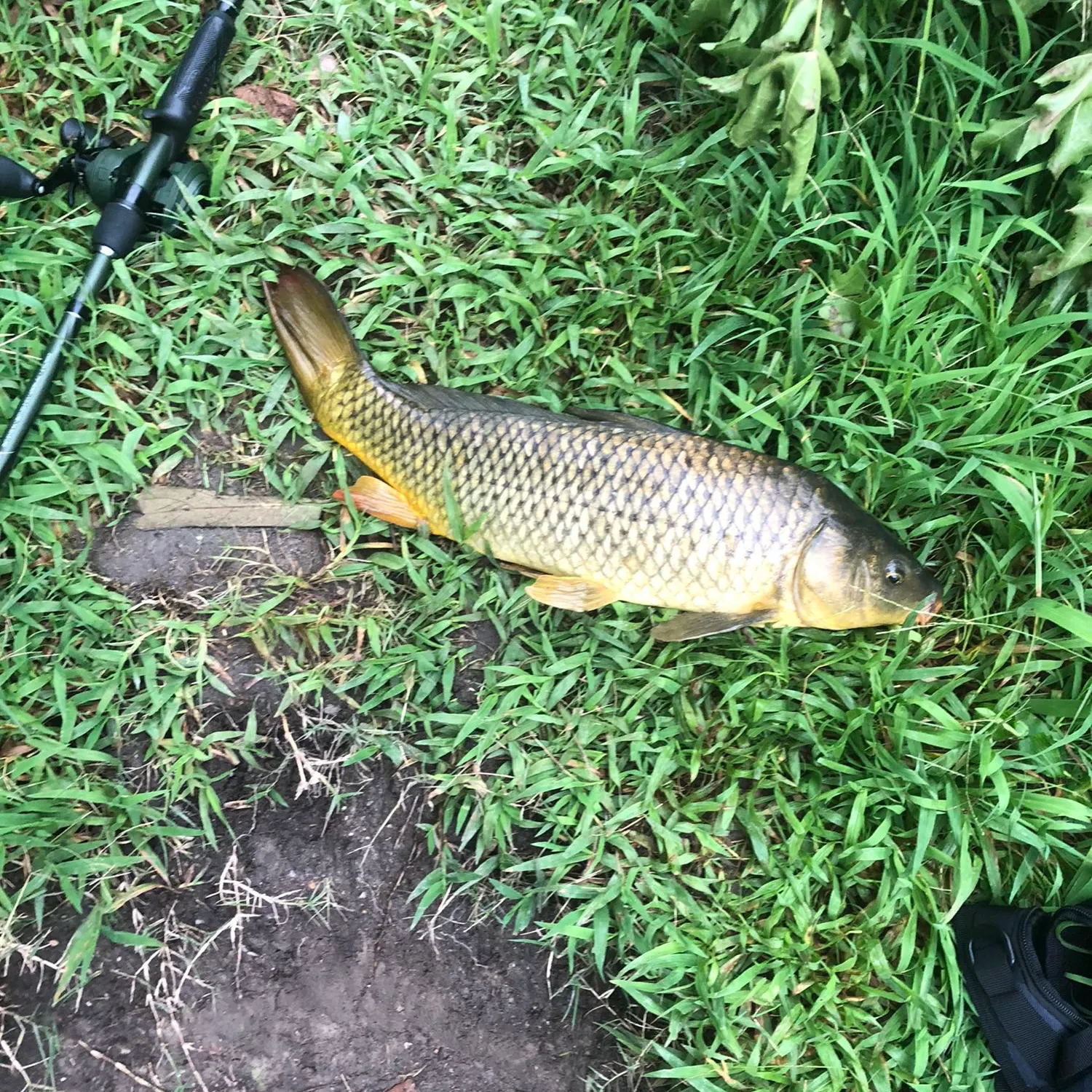 Common carp caught on Fishbrain