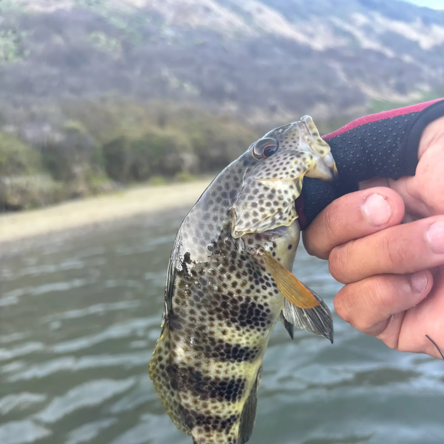 Spotted sand bass caught on Fishbrain