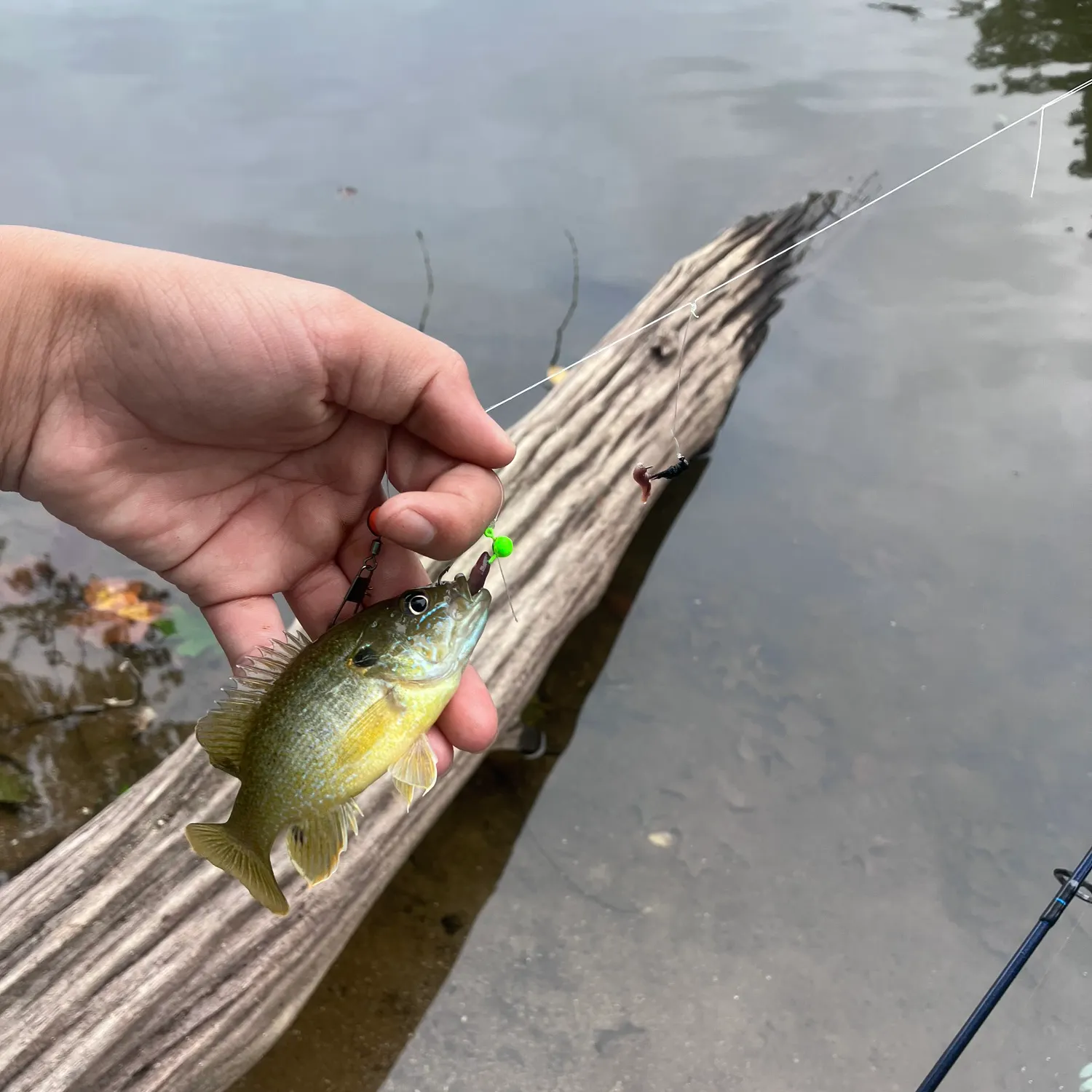 Green sunfish caught on Fishbrain