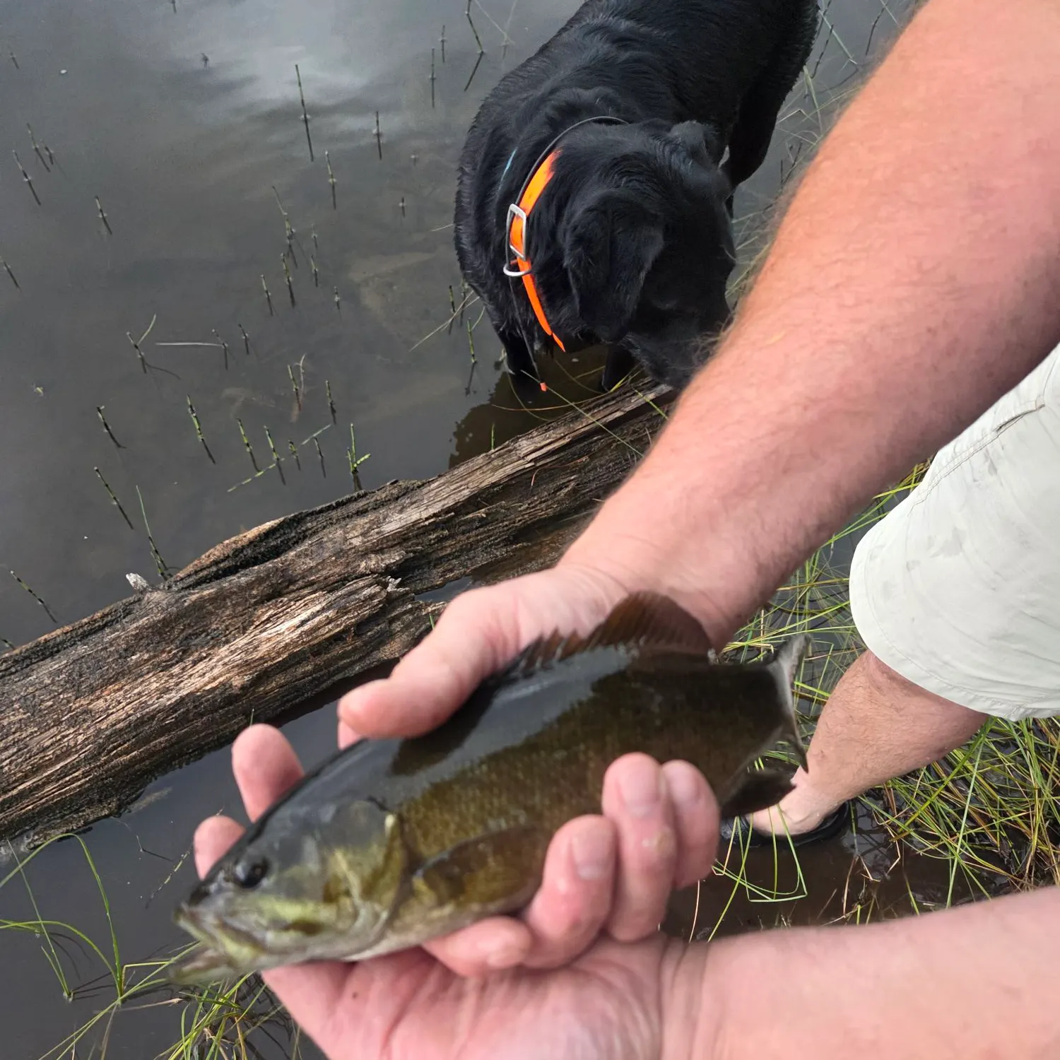 Smallmouth bass caught on Fishbrain