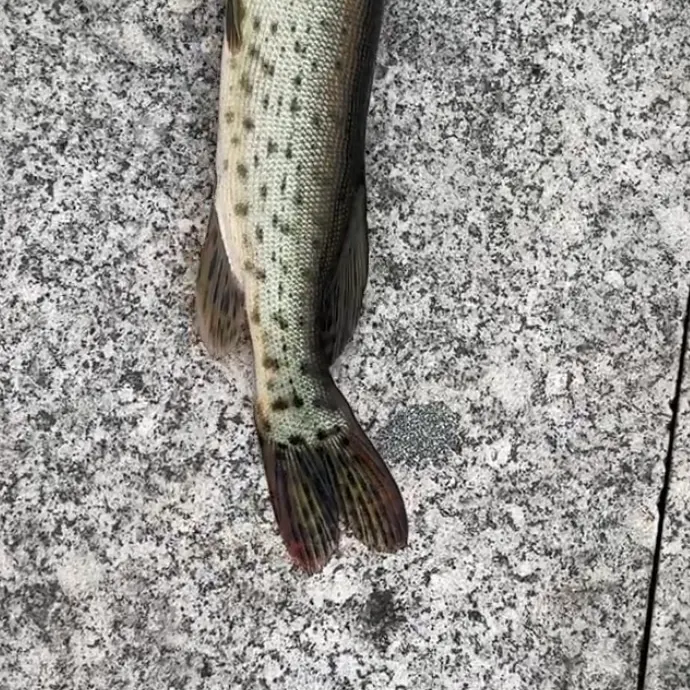 The most recent Amur pike catches on Fishbrain