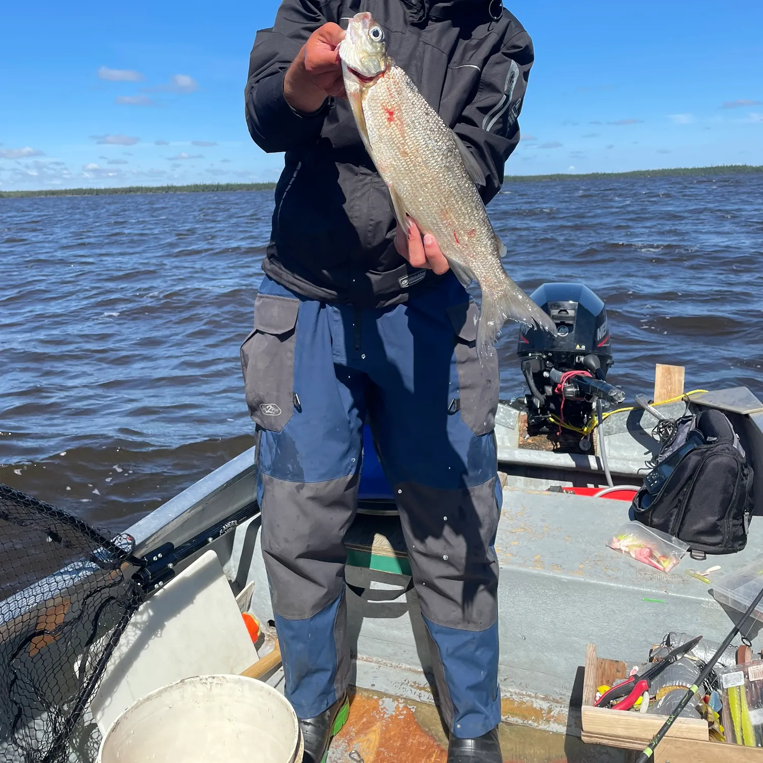 The most recent Lake whitefish catches on Fishbrain