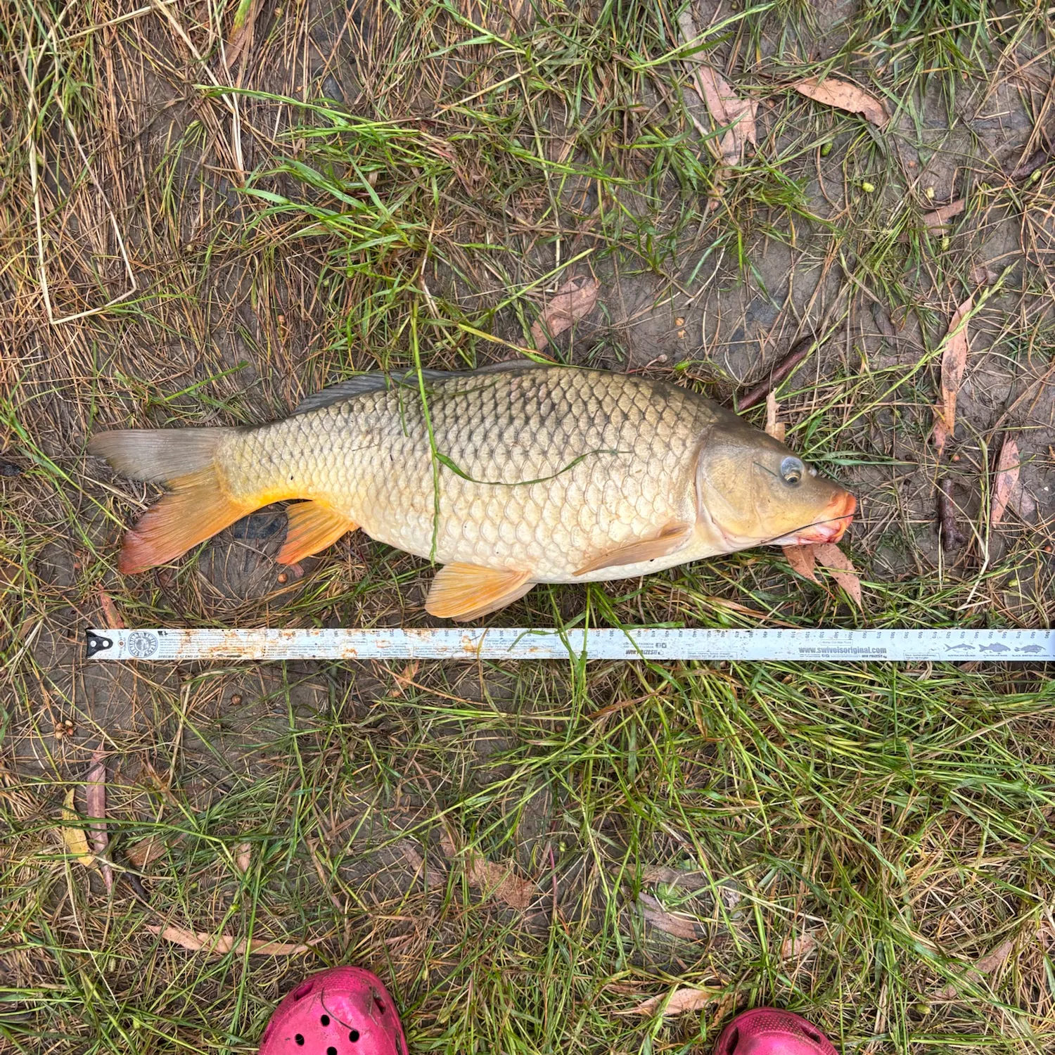 Common carp caught on Fishbrain