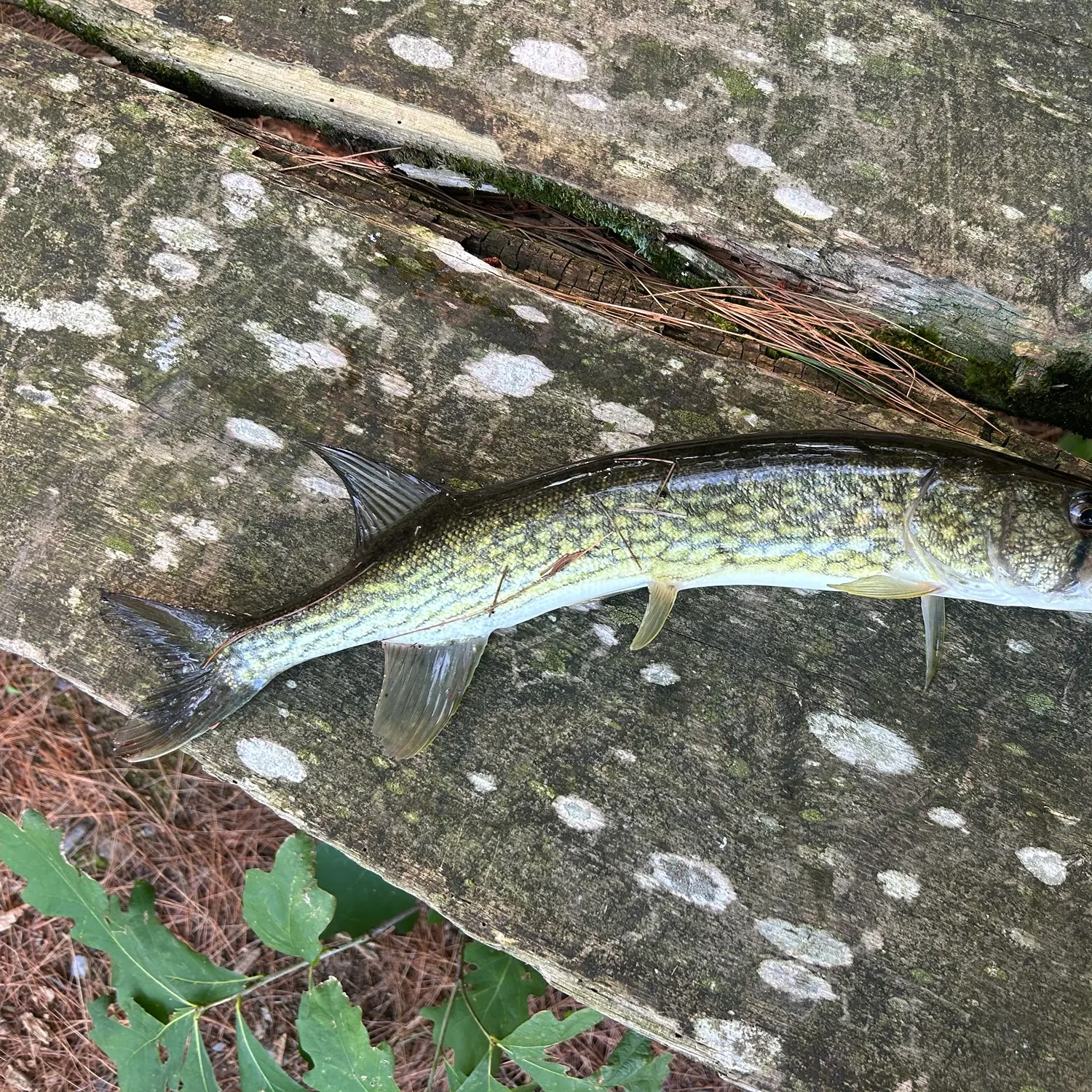 Chain pickerel caught on Fishbrain