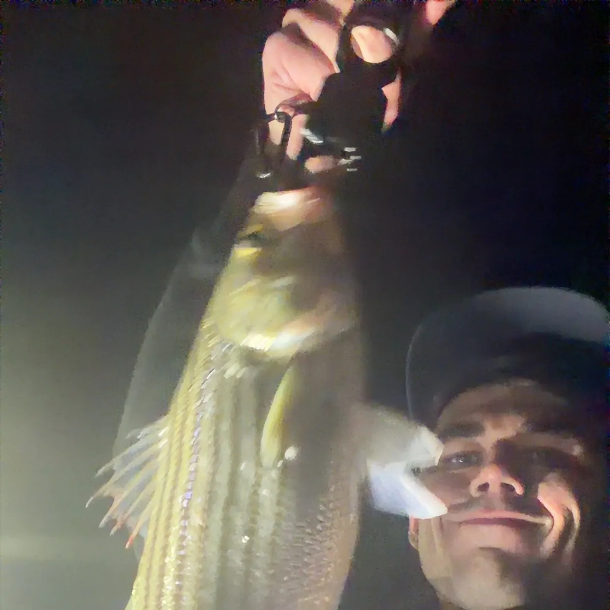 Striped bass caught on Fishbrain