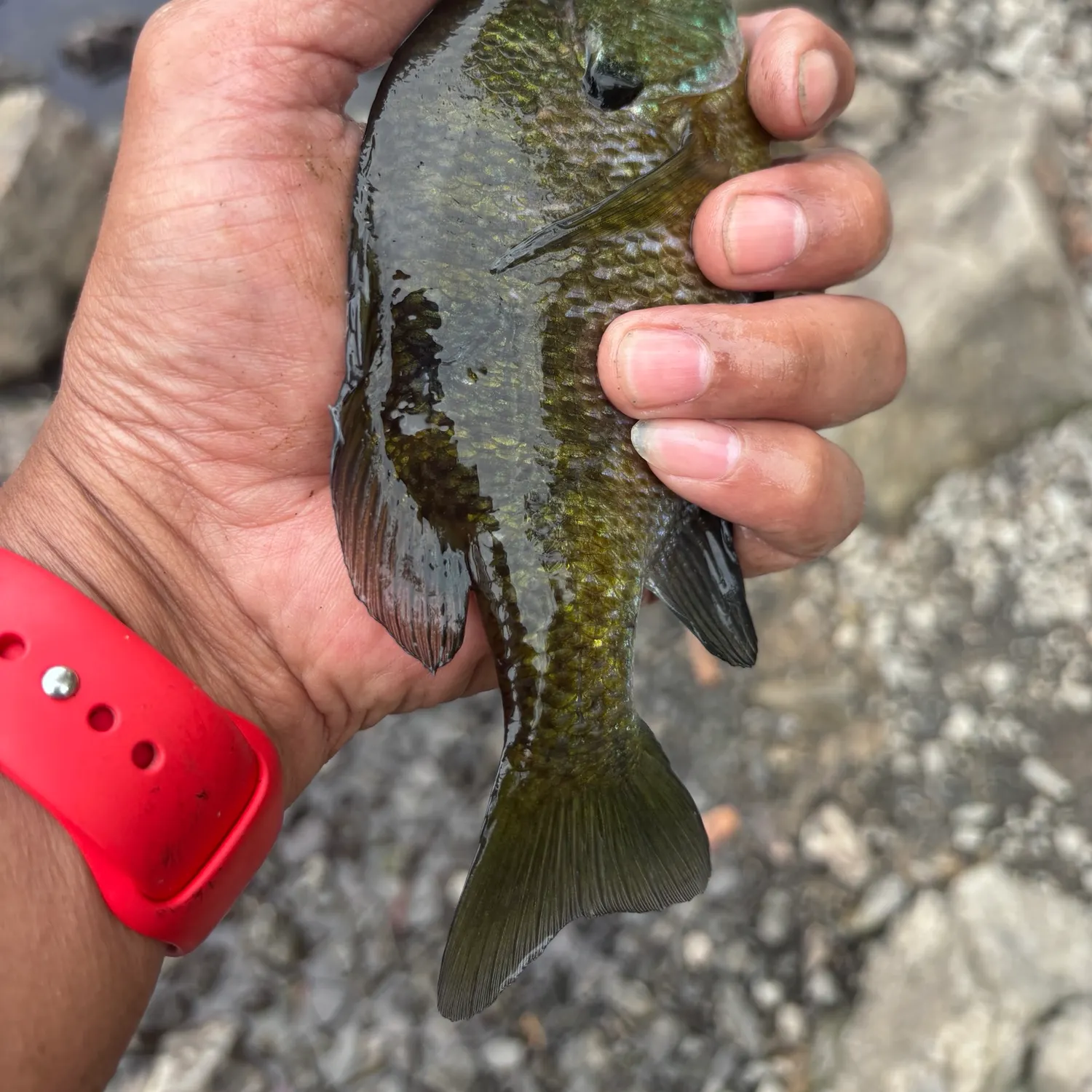 Redbreast sunfish caught on Fishbrain