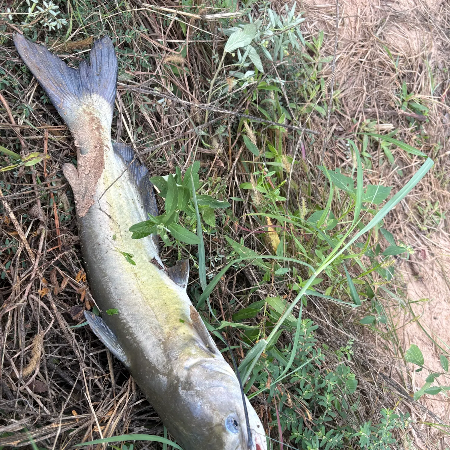 Channel catfish caught on Fishbrain