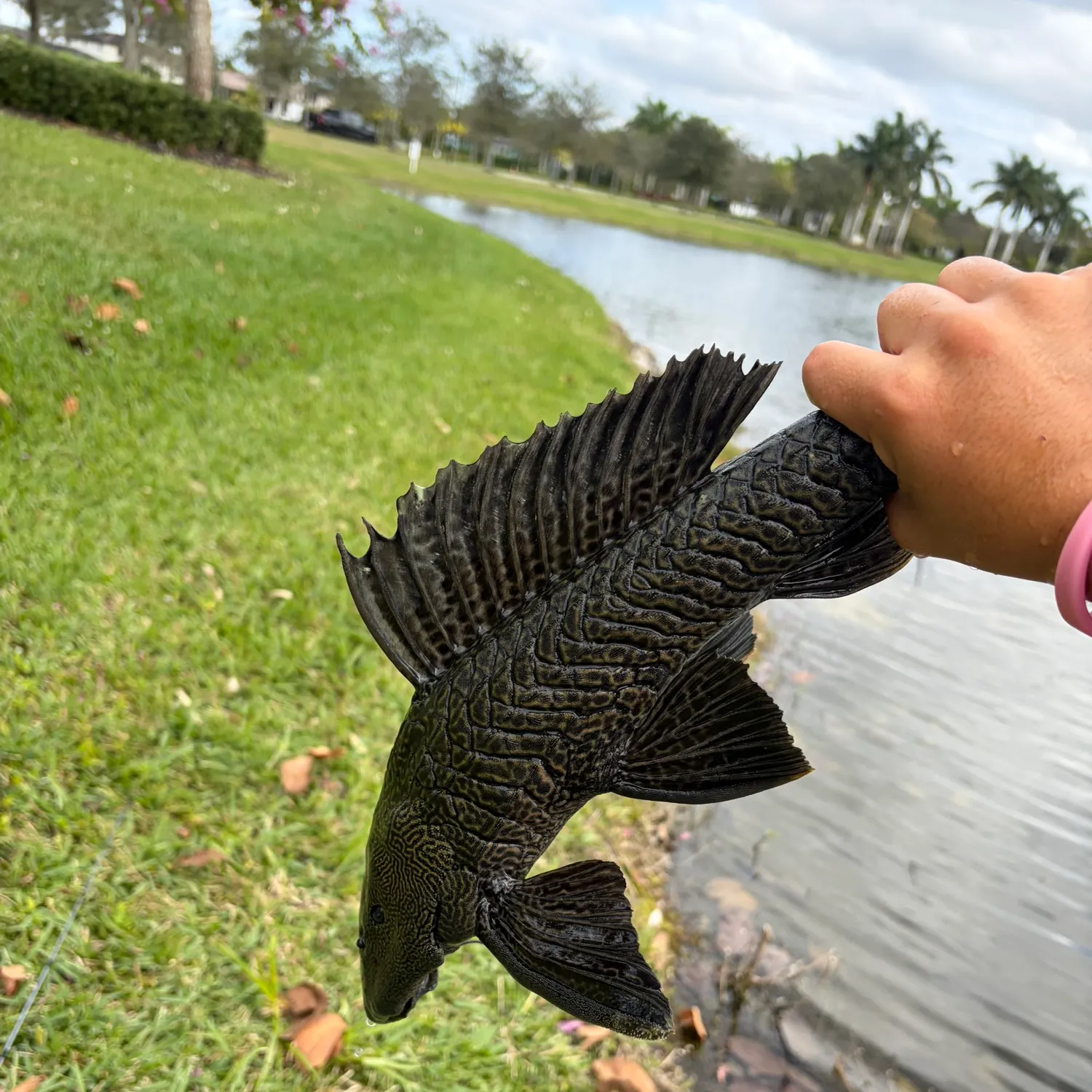 The most recent Suckermouth catfish catches on Fishbrain