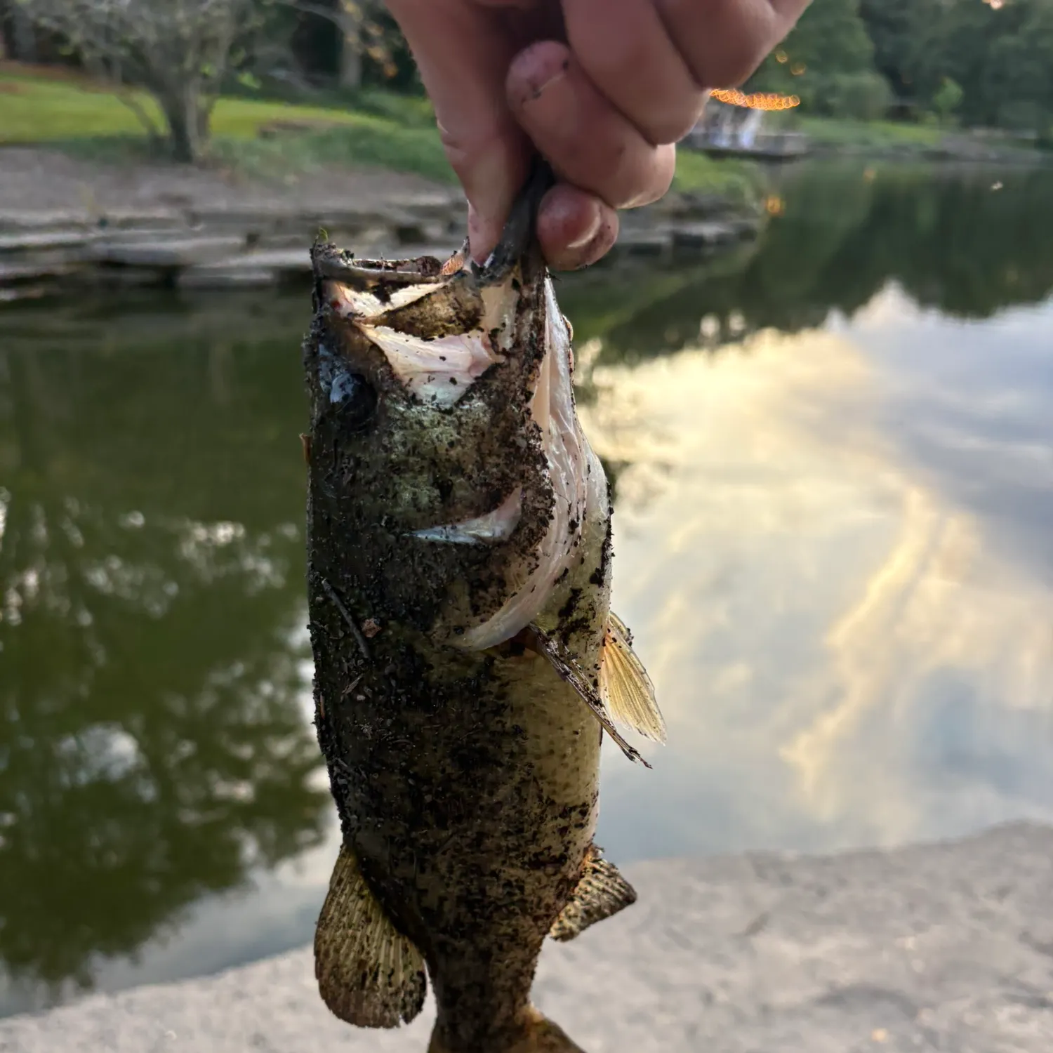Largemouth bass caught on Fishbrain