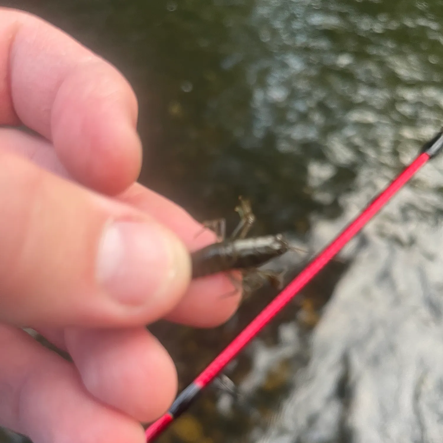 Appalachian brook crayfish caught on Fishbrain