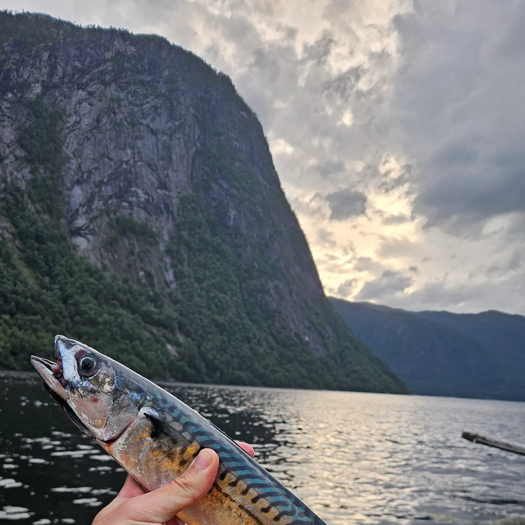 Atlantic mackerel caught on Fishbrain