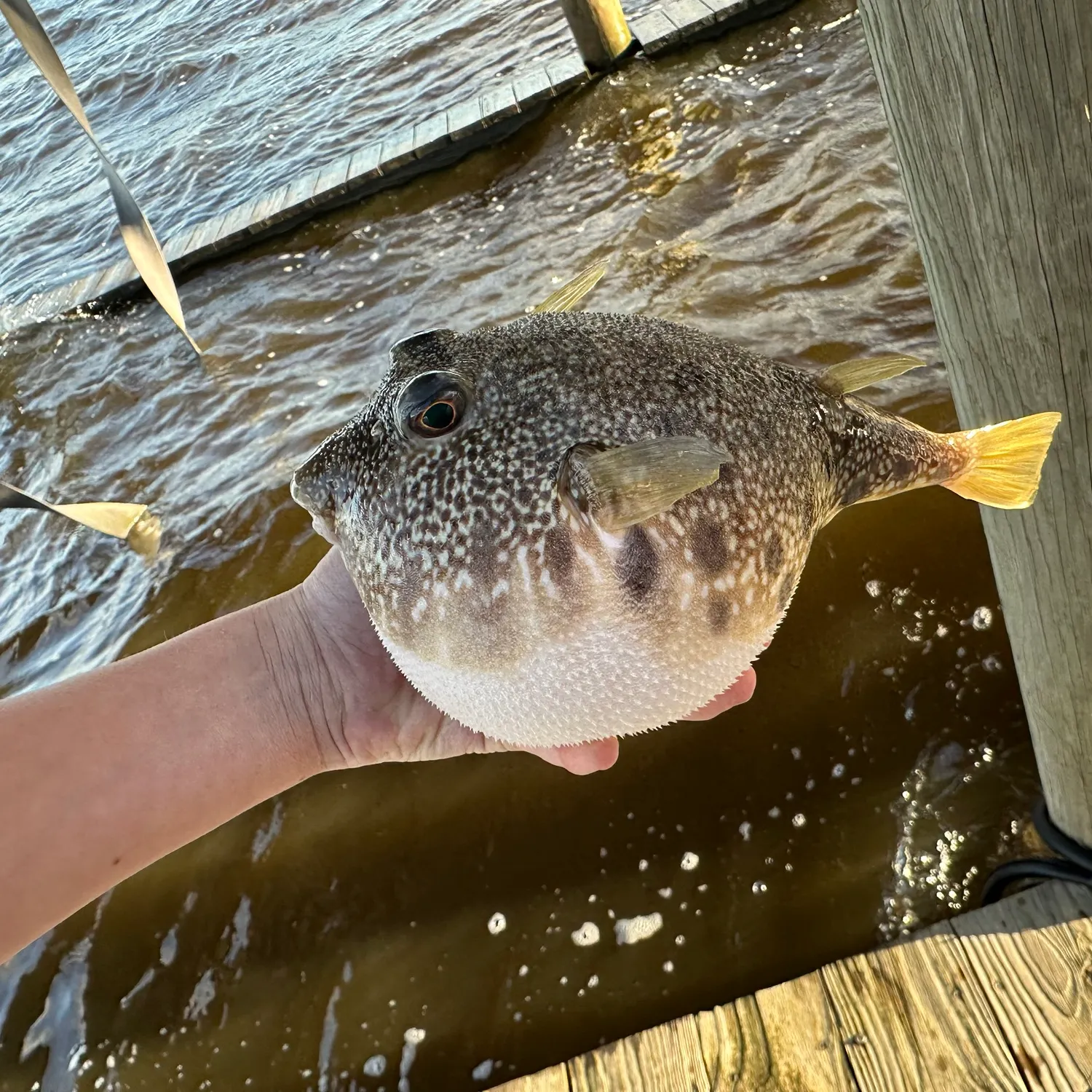 Southern puffer caught on Fishbrain