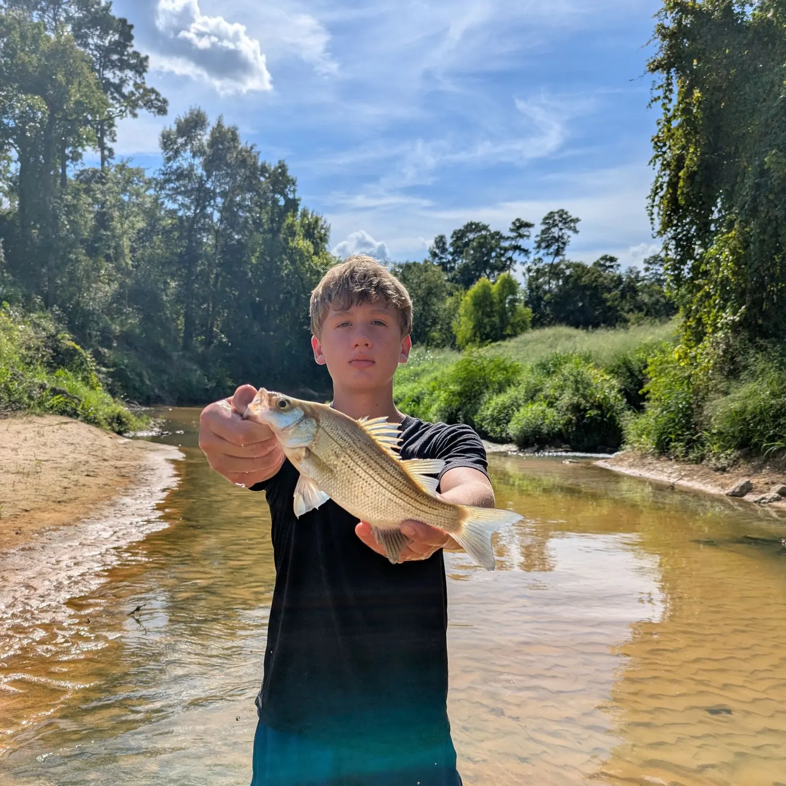 White bass caught on Fishbrain