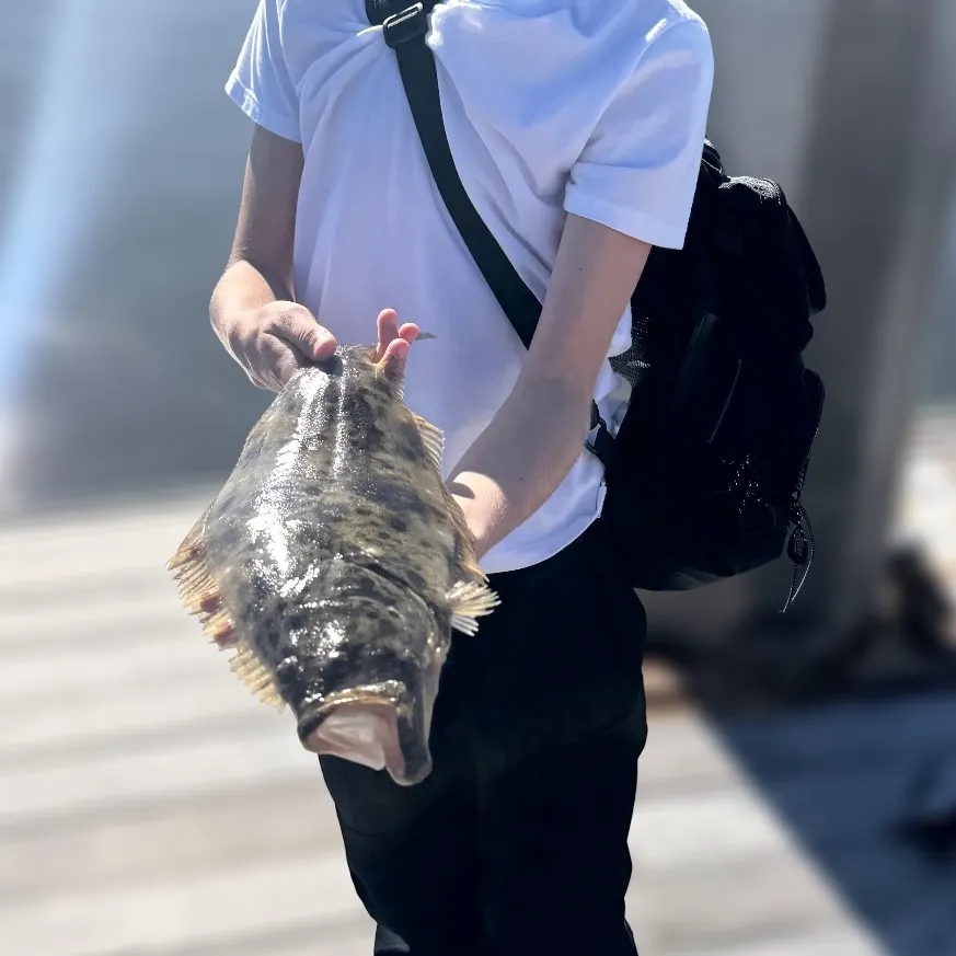 The most recent California halibut catches on Fishbrain
