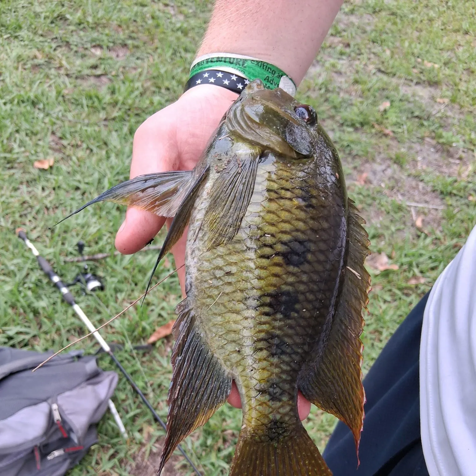 The most recent Spotted tilapia catches on Fishbrain