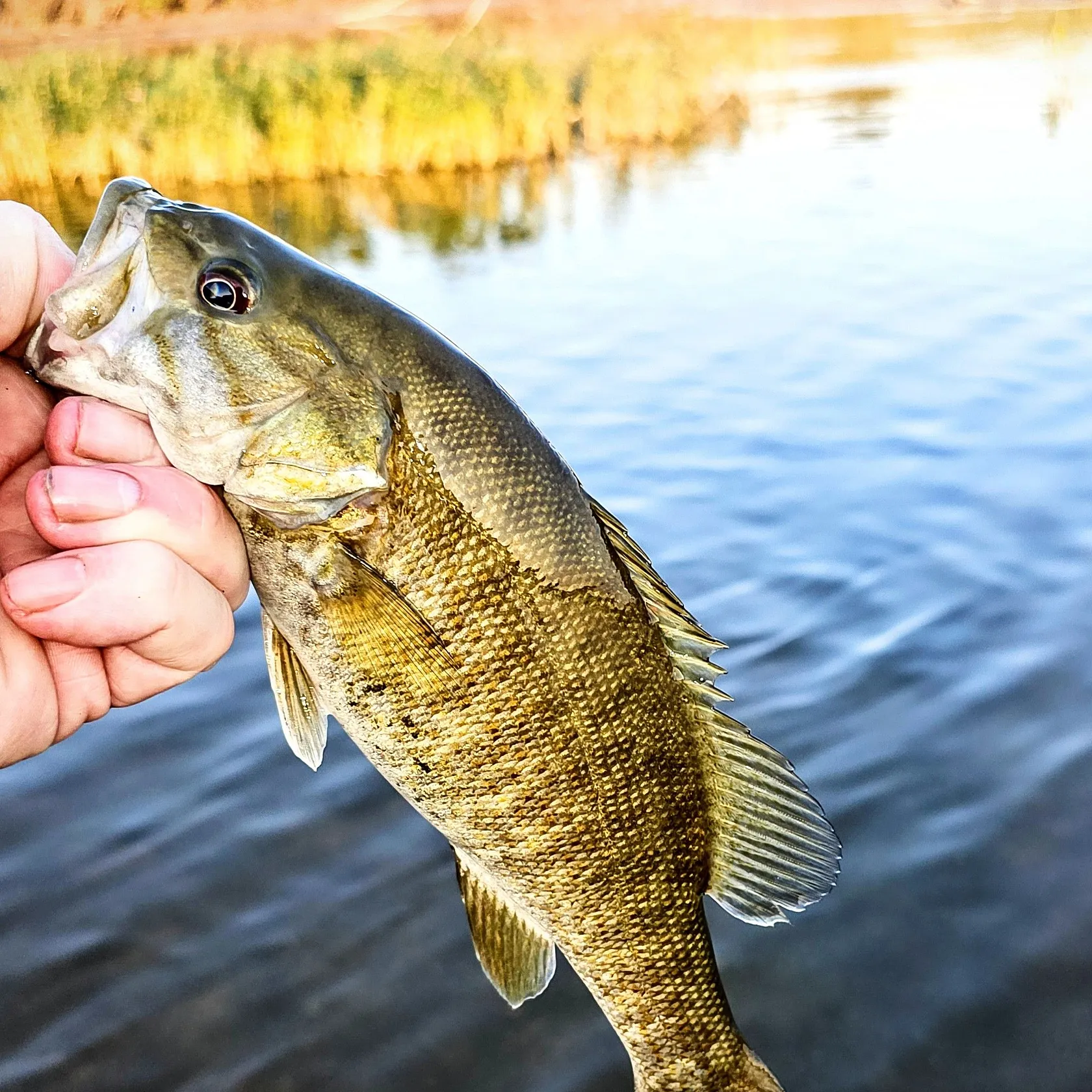 Smallmouth bass caught on Fishbrain