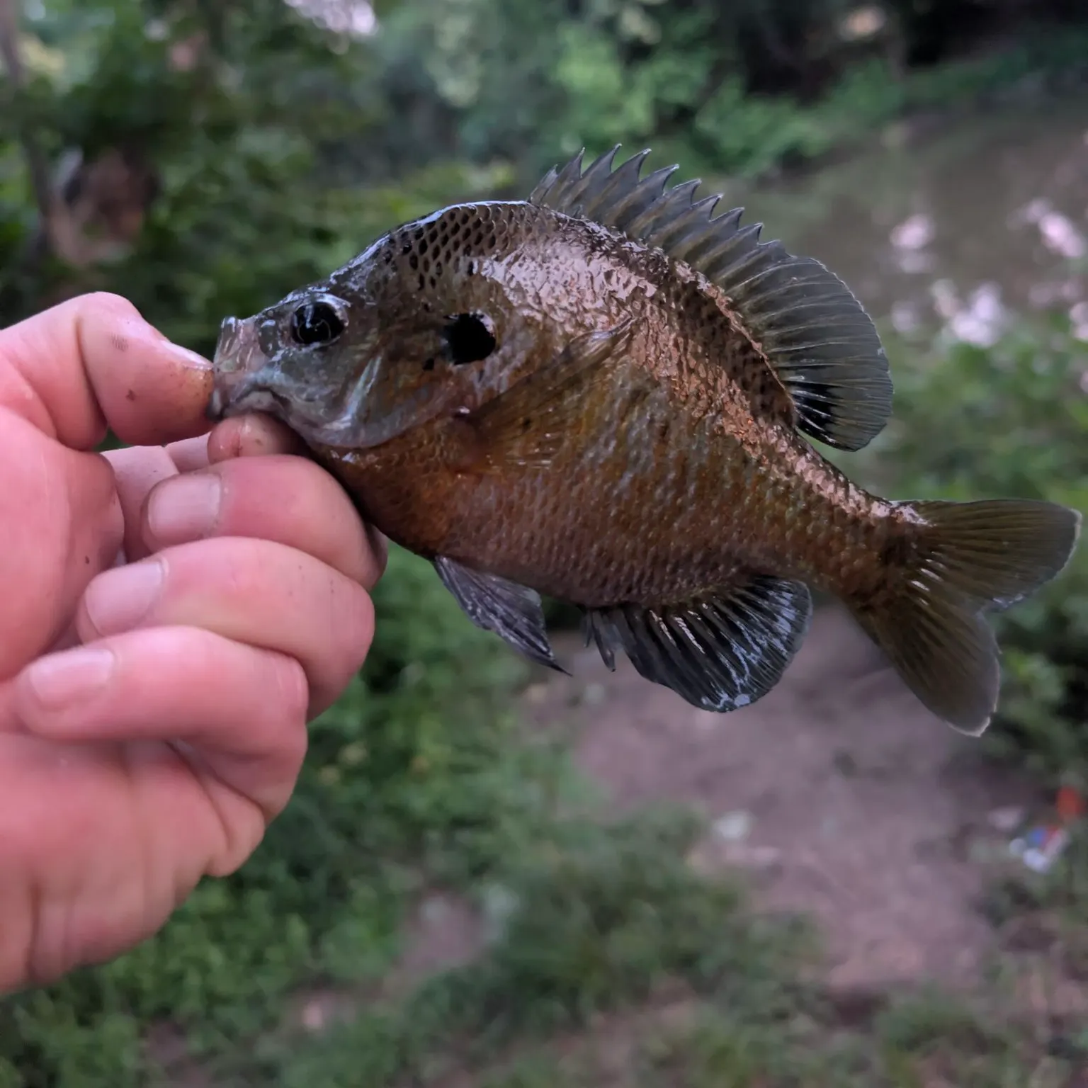 catch