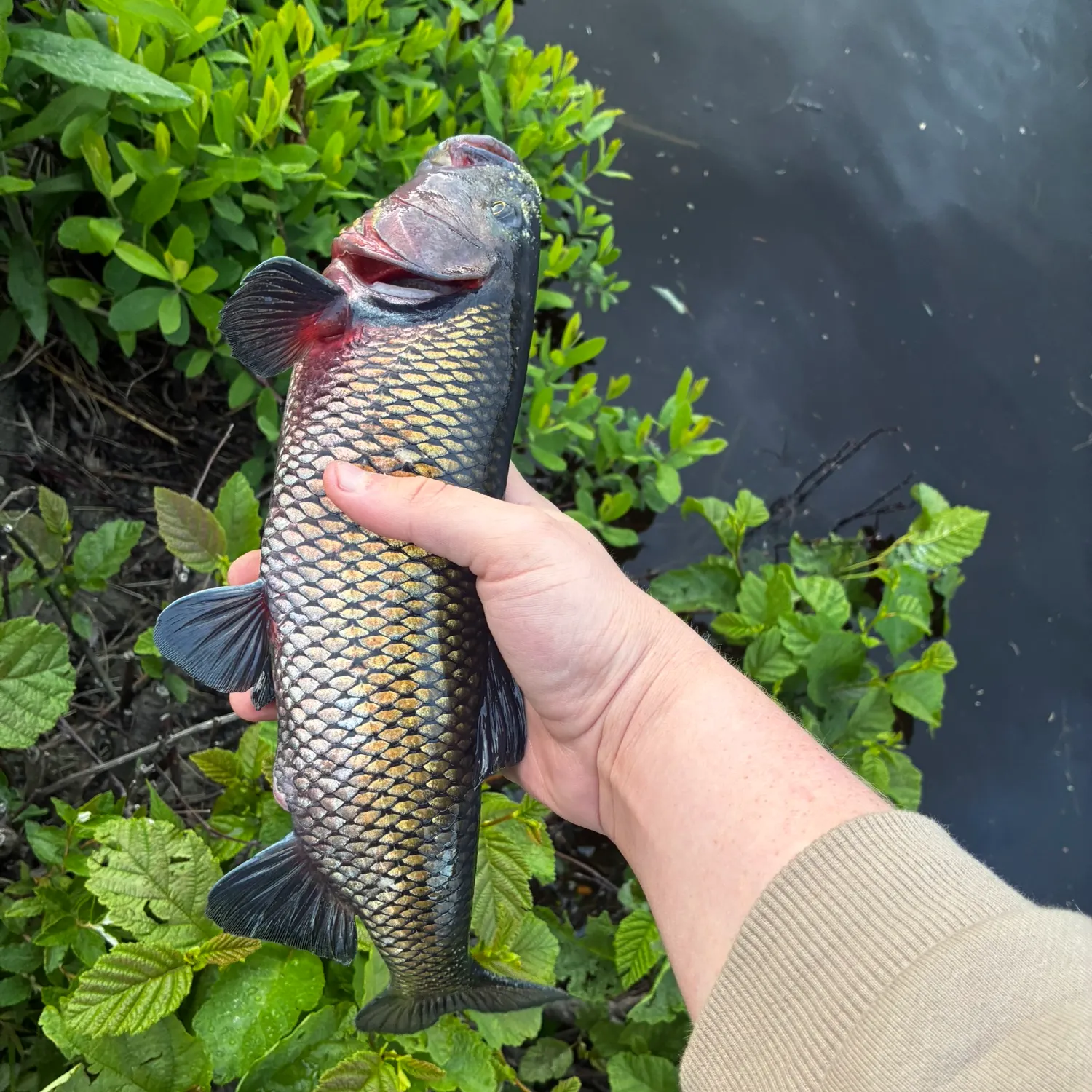 recently logged catches